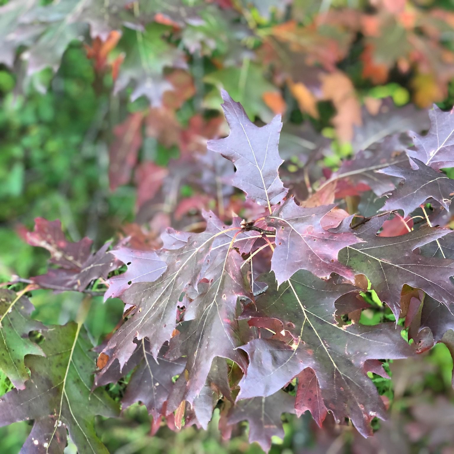 burgundy and green oak leaves