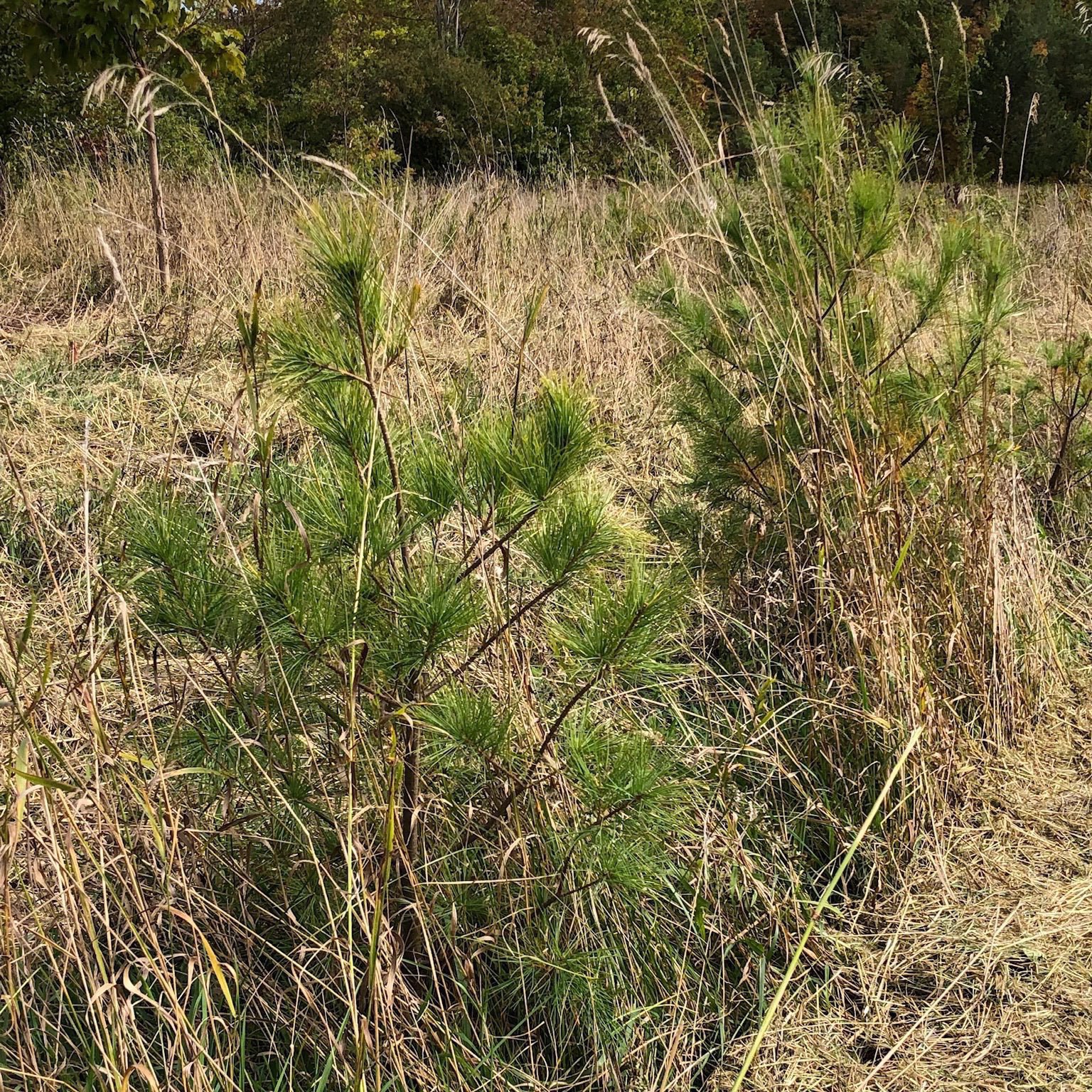 two pine trees in tall grass