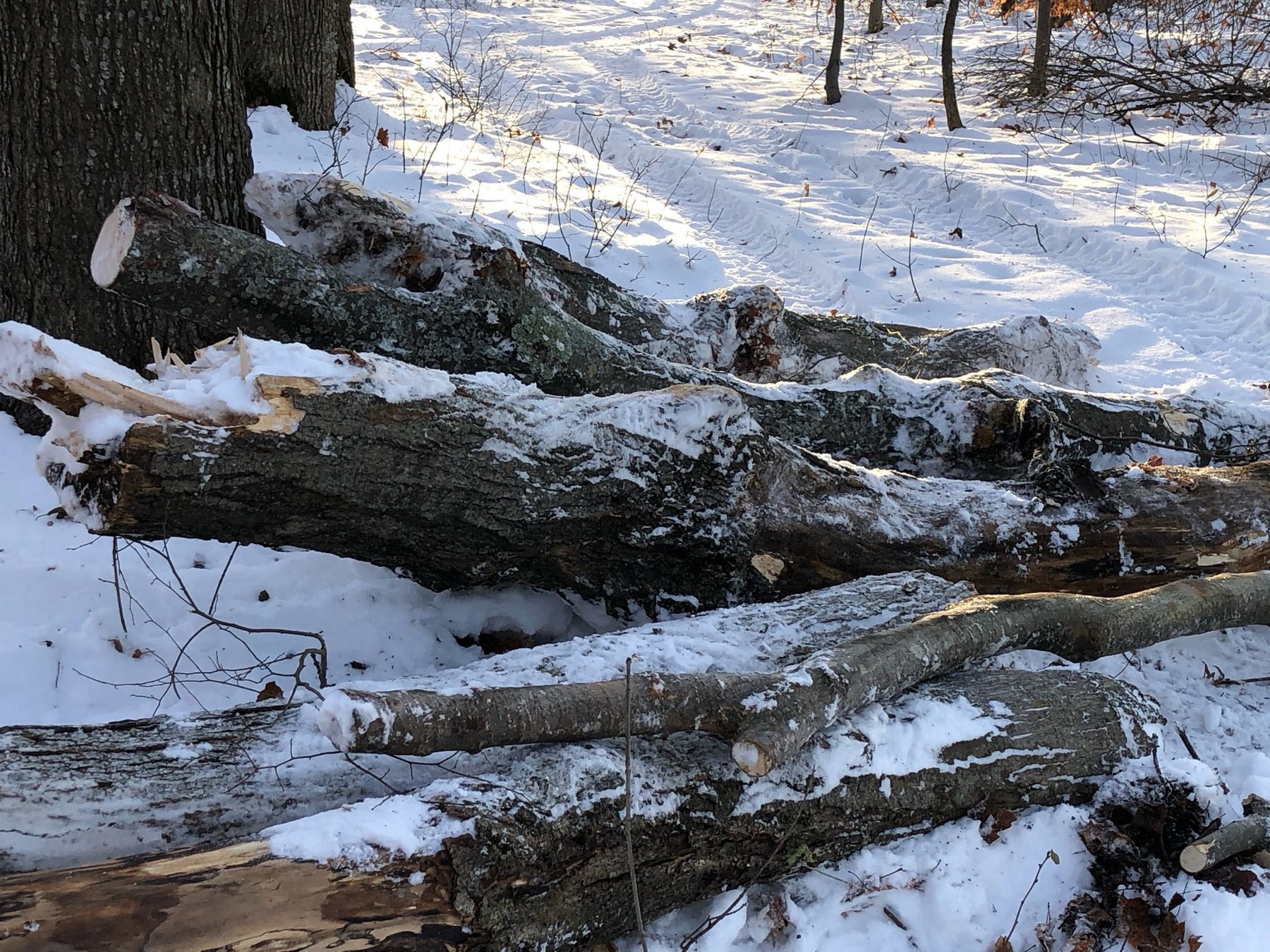several logs