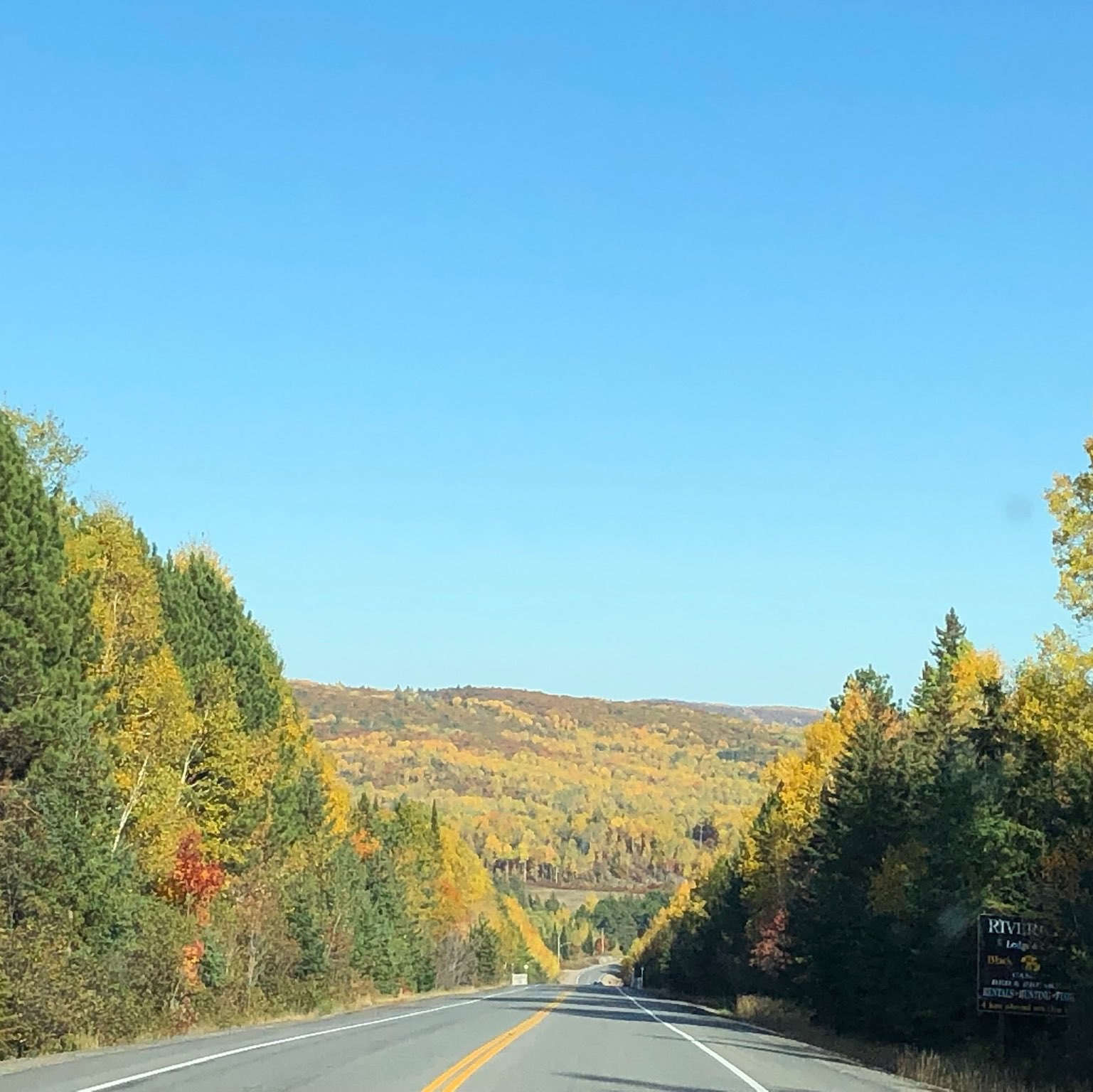 golden leaves along the highway