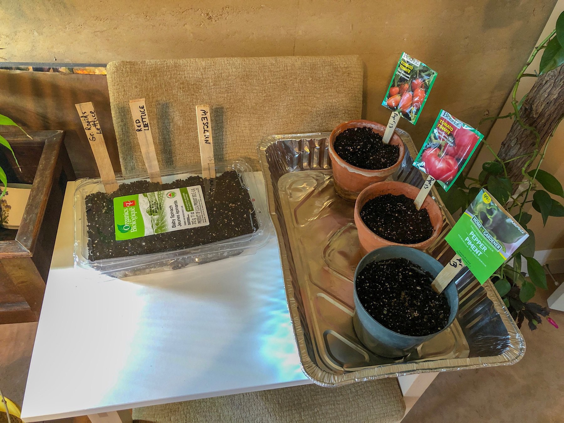 pots of newly planted seeds