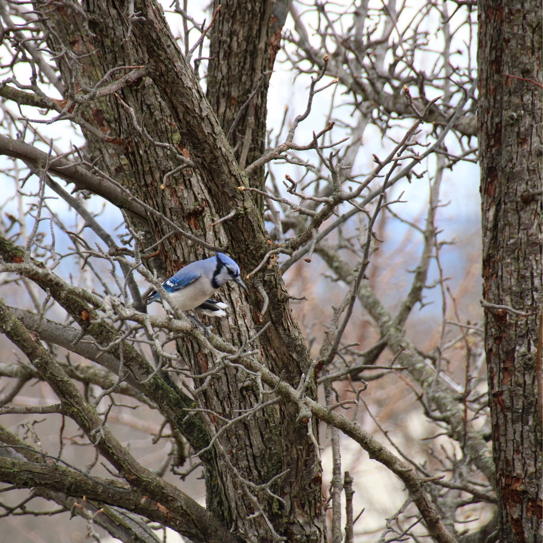 a blue jay sitting in a tree with another bird partially hidden behind