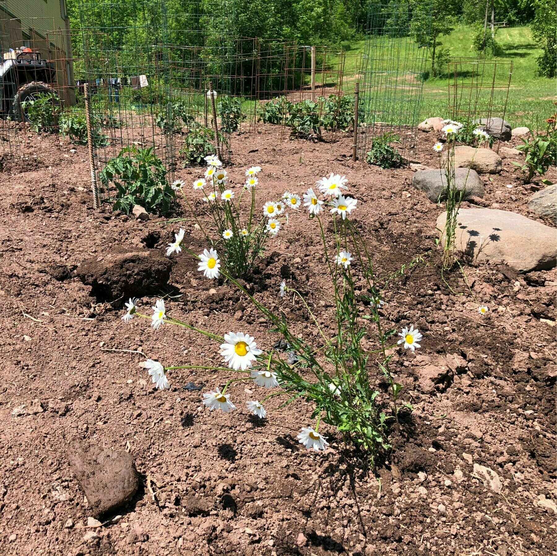 several daisy plants beside large rocks with tomato plants in wire cages behind