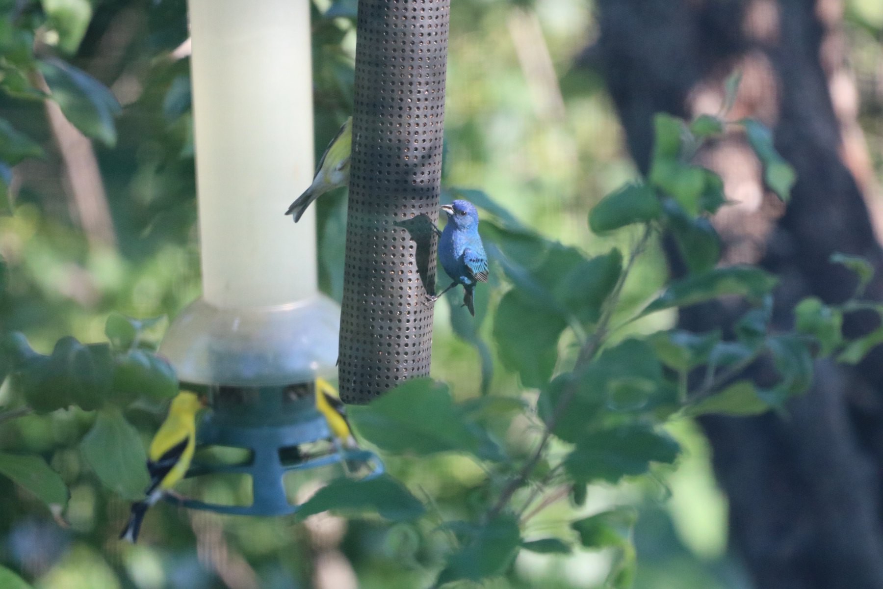 bright blue indigo bunting at a black feeder with 3 yellow coloured finch
