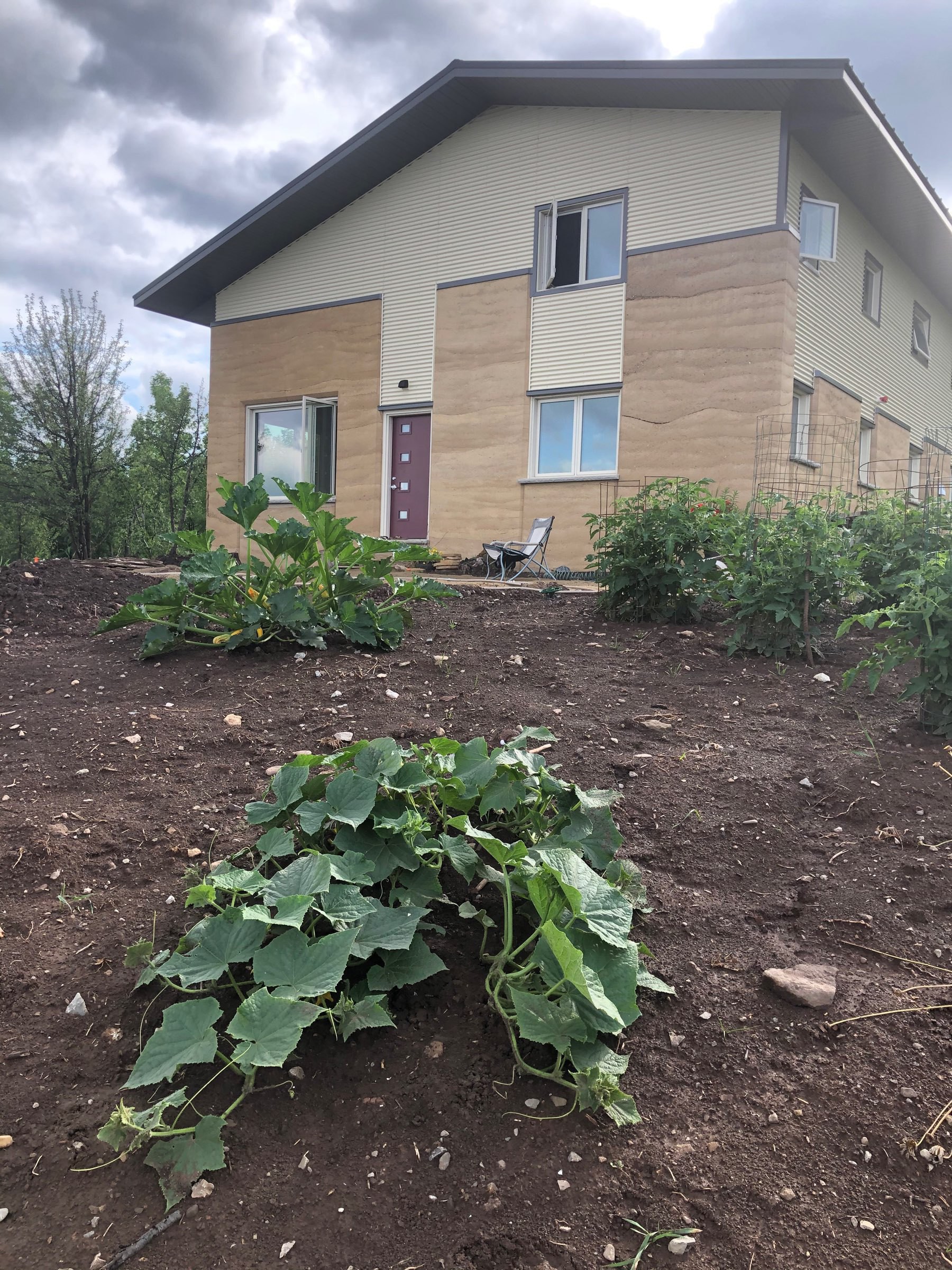 maturing zuccini, cucumber and tomato plants in front of a house