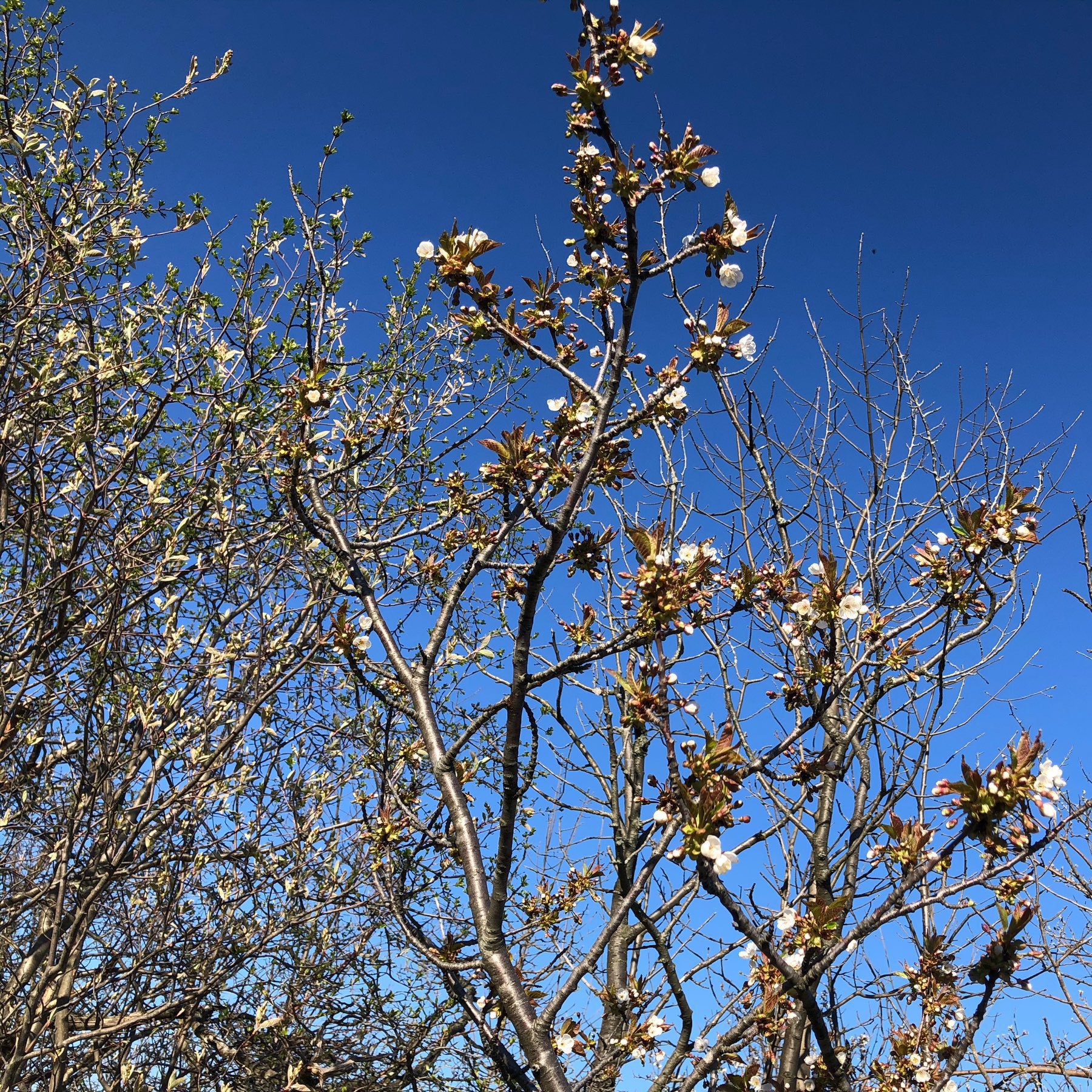 fruit blossoms against a blue sky