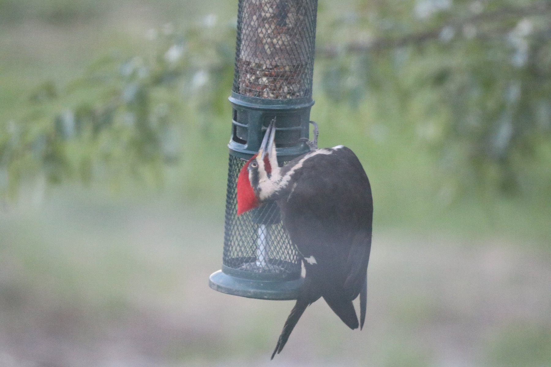 pileated woodpecler twisiting its head upside down to reach nuts in a feeder