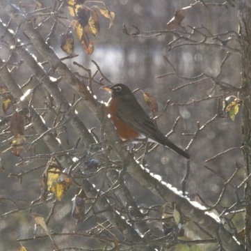sode view of a robin sitting in a tree
