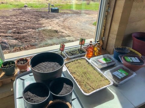 various containers of seeds and seedlings