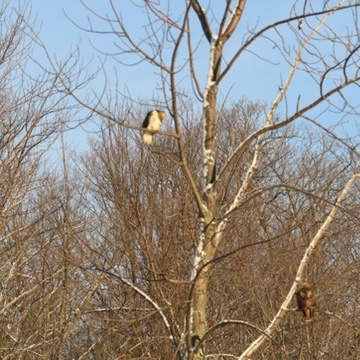 two large raptors on different tree branches. there is some snow stuck on the tree trunk