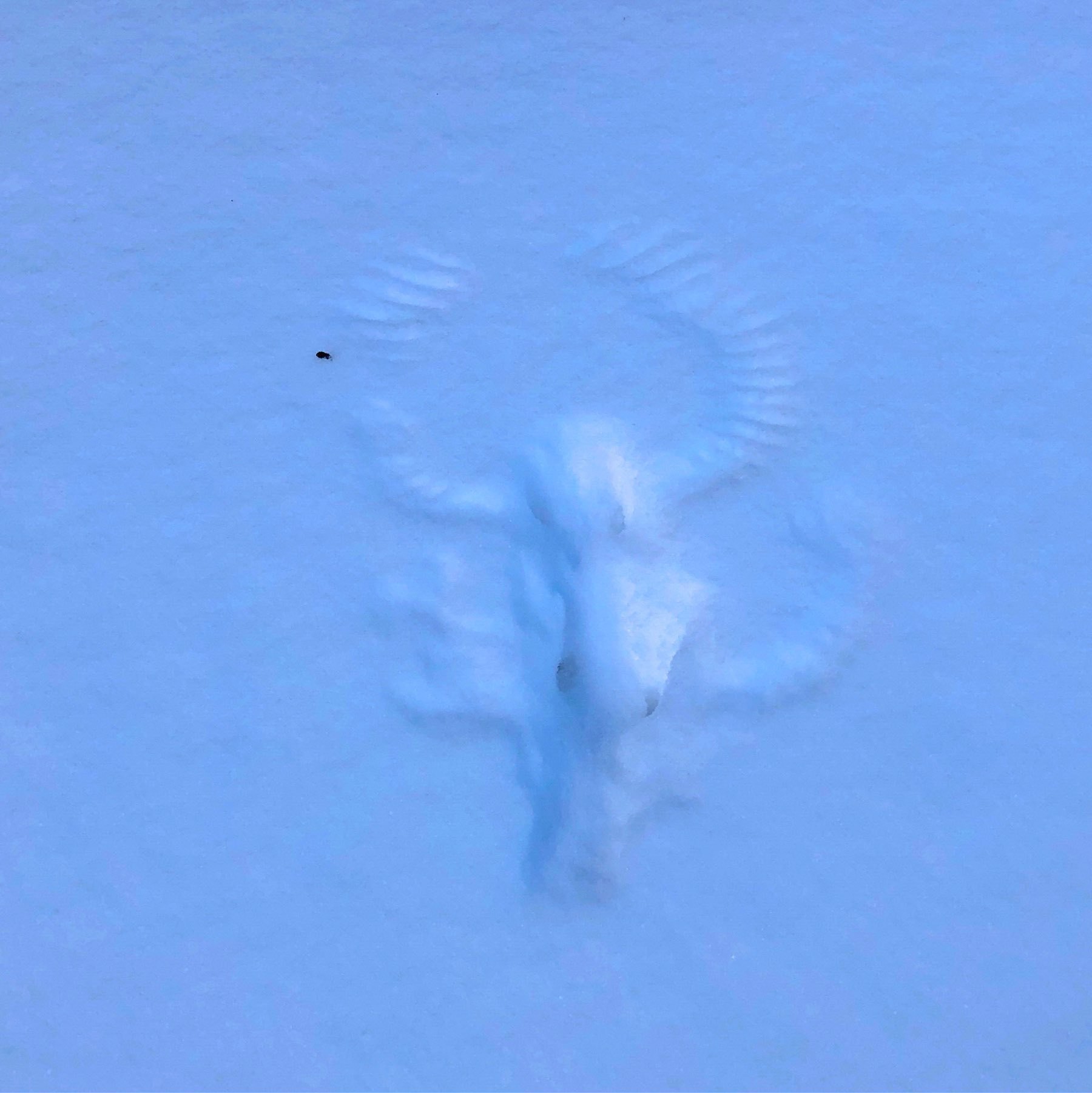 circlular imprint of a bird's wings