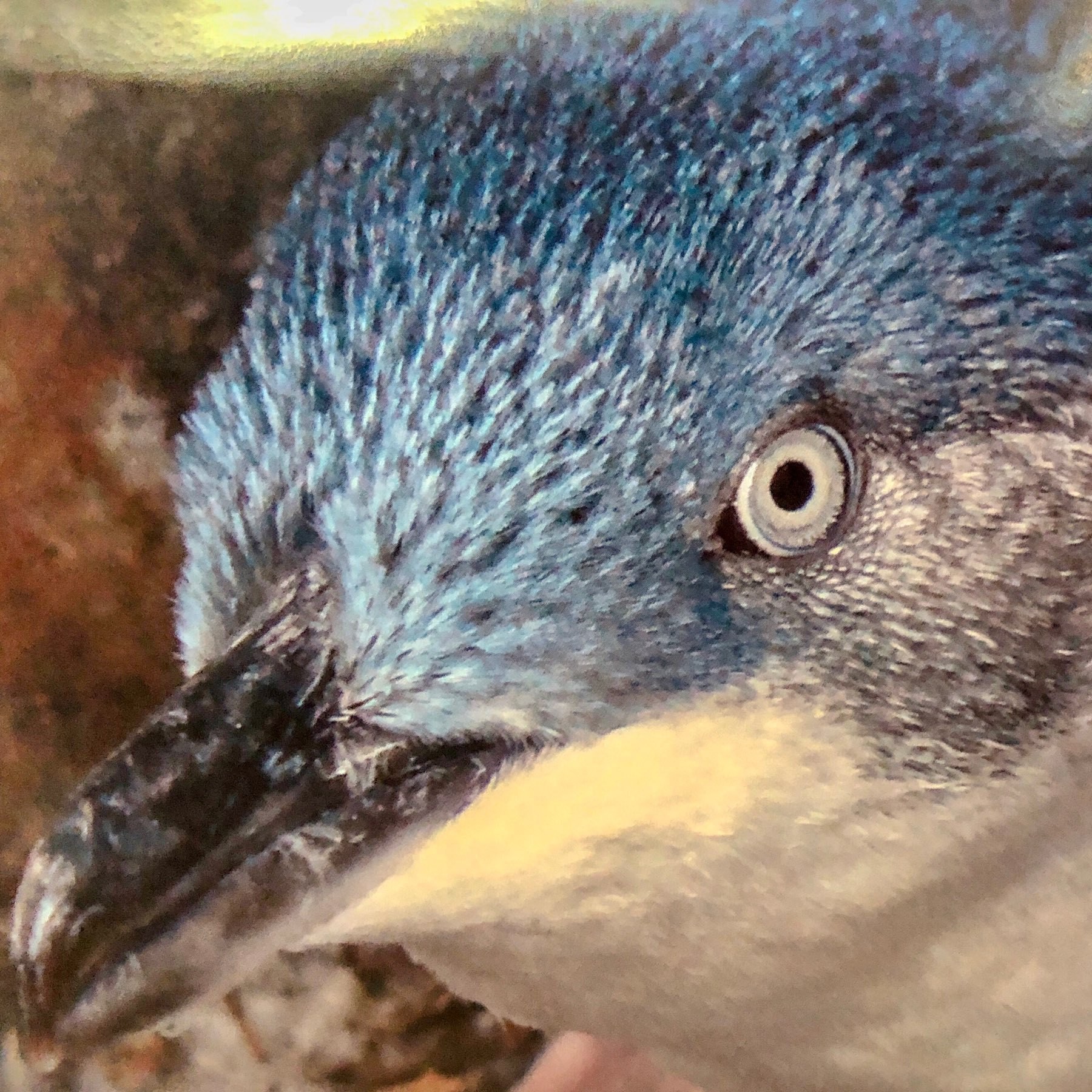 head of a blue penguin