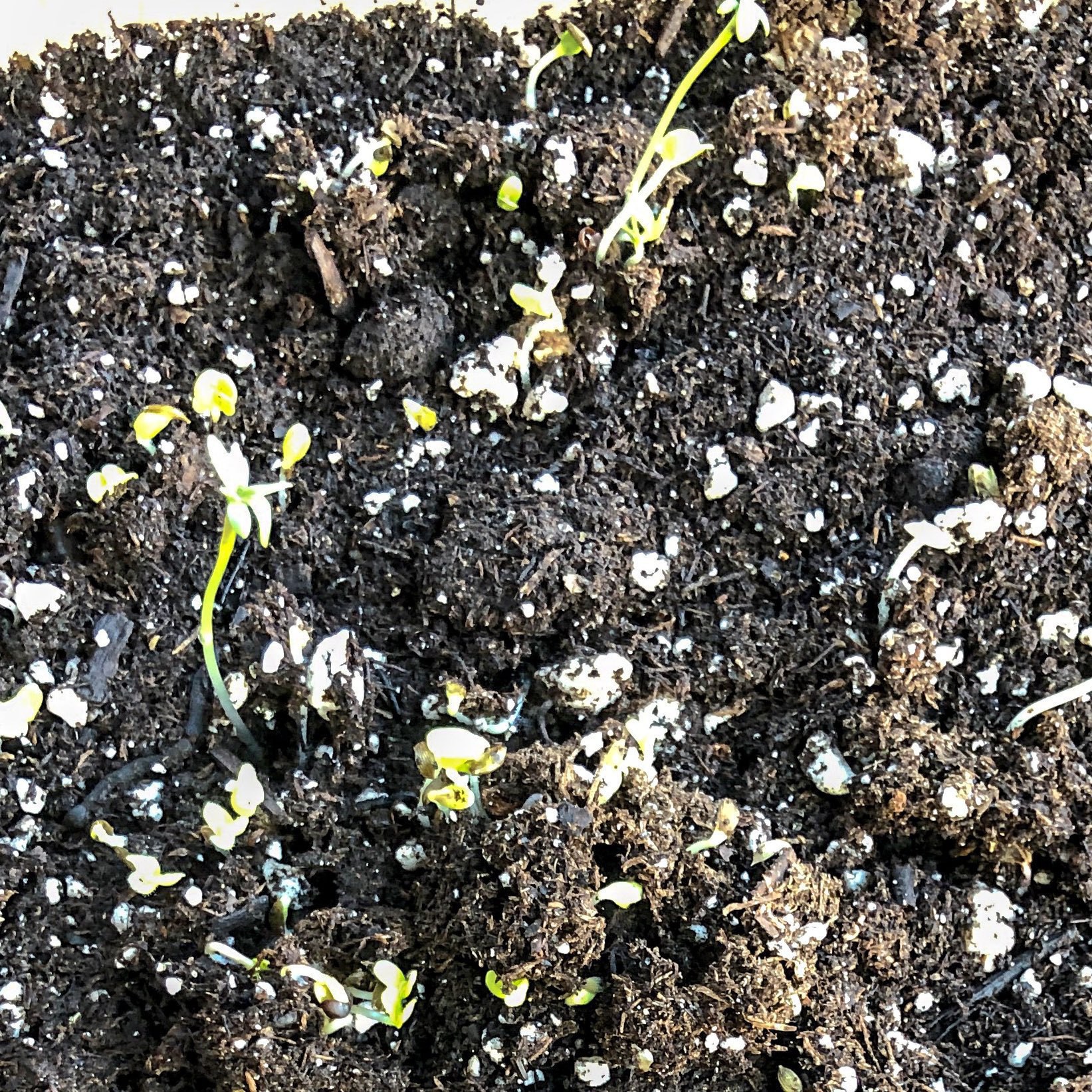 small sprouts 