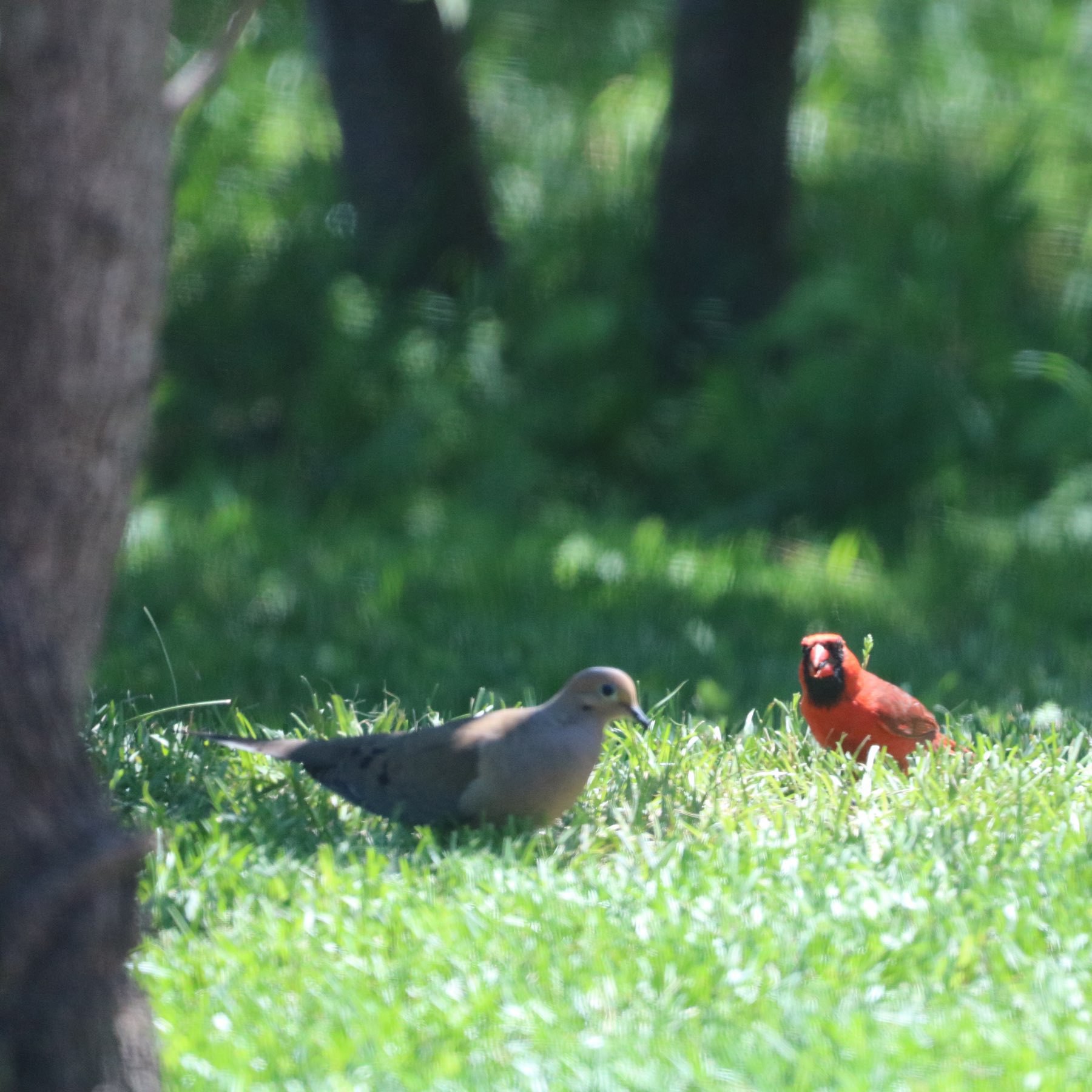 a cardinal and a mourning dove  on the grass under a tree. The cardinal has something in its mouth