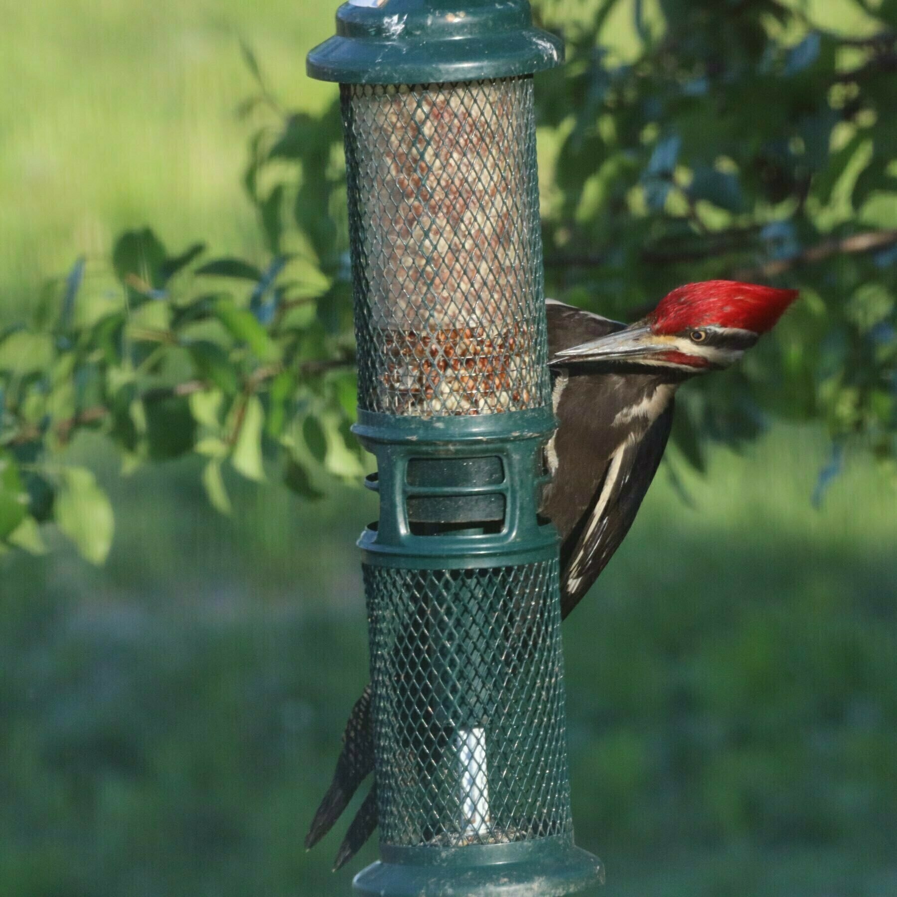 Pileated woodpecker wrapped around a feeder
