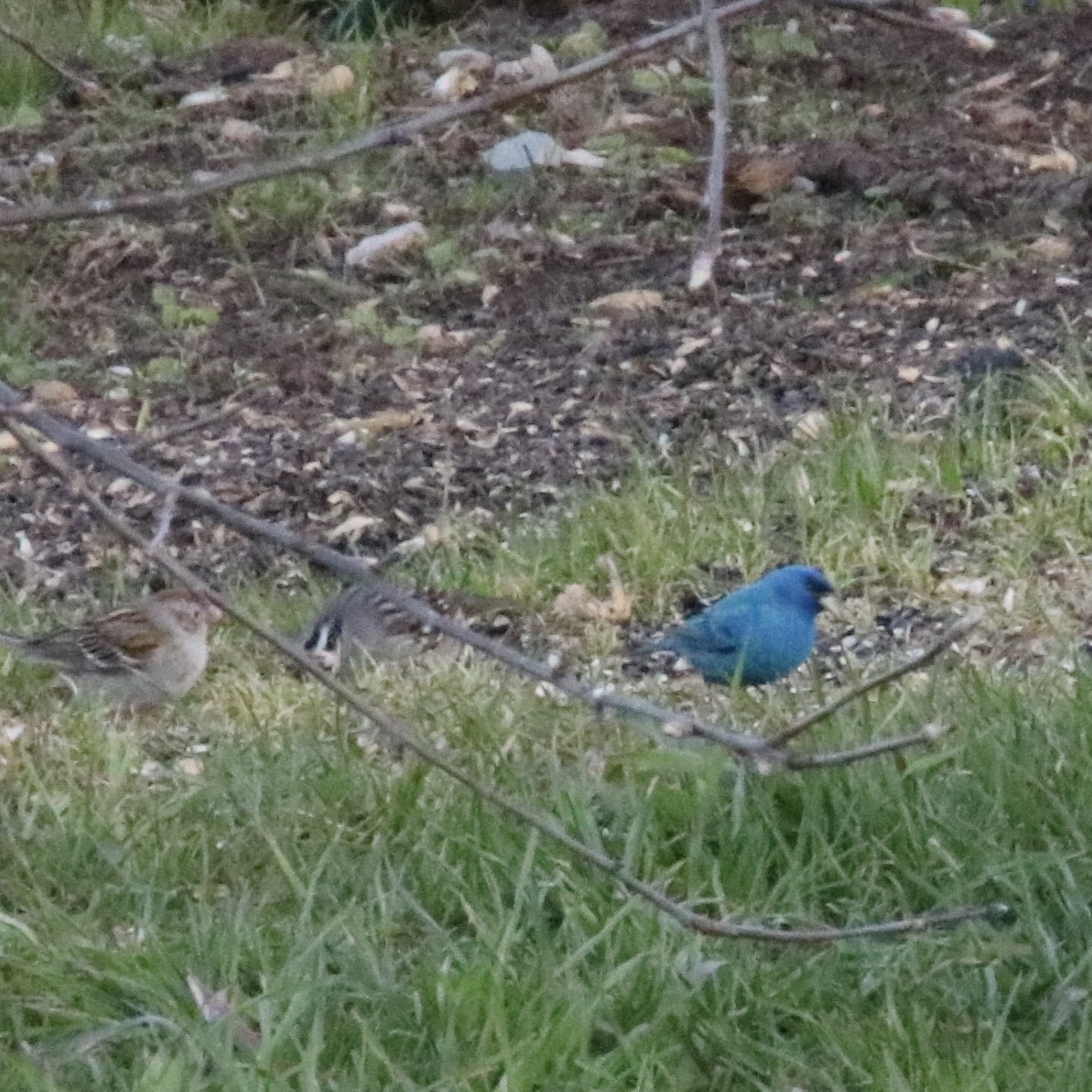 indigo bunting with 2 other brown birds