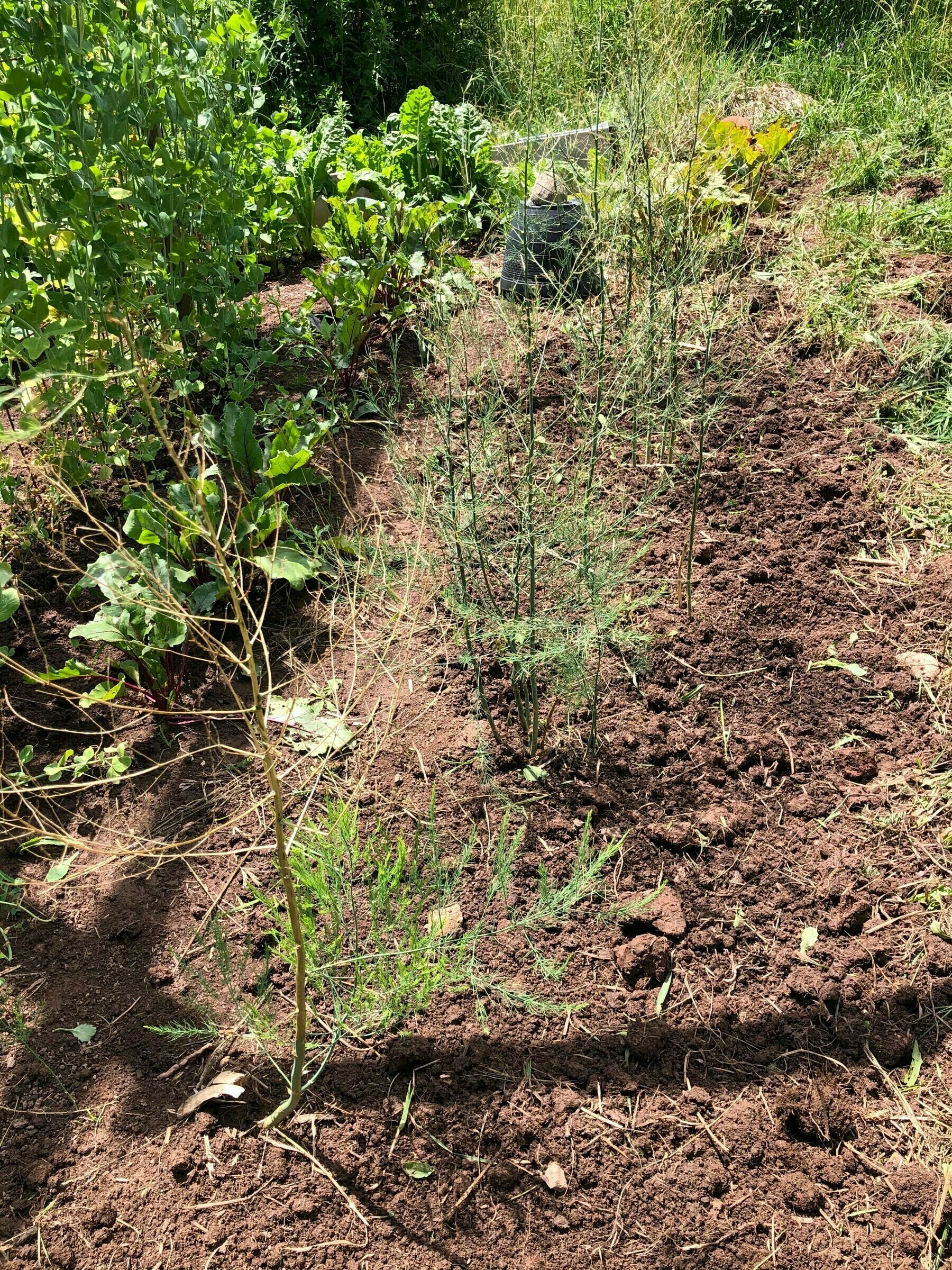 row of asparagus ferns surrounded by other vegetables