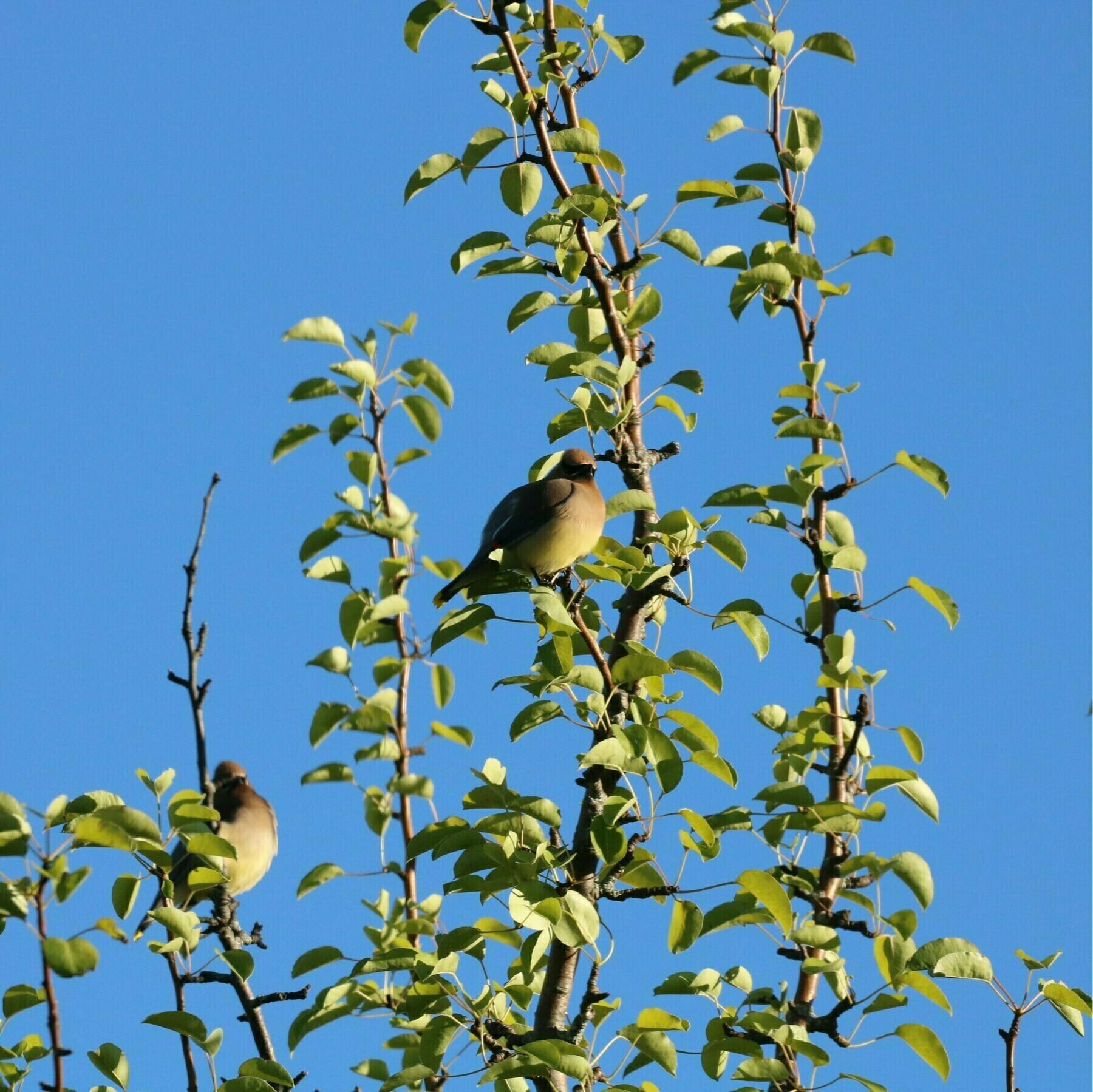 two cedar waxwings sitting on branches at the top of a fruit tree