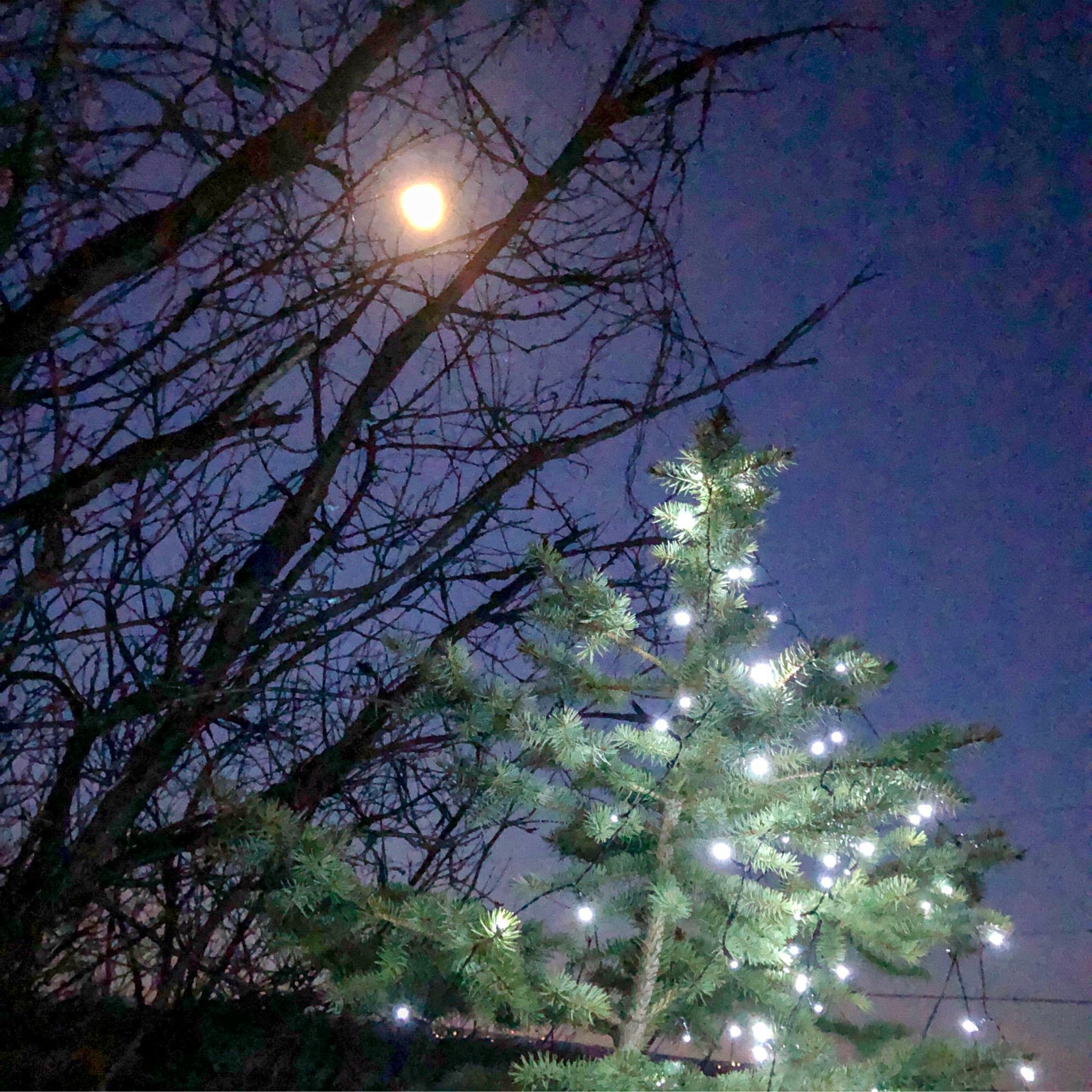tiny white lights on a spruce tree woth the moon above