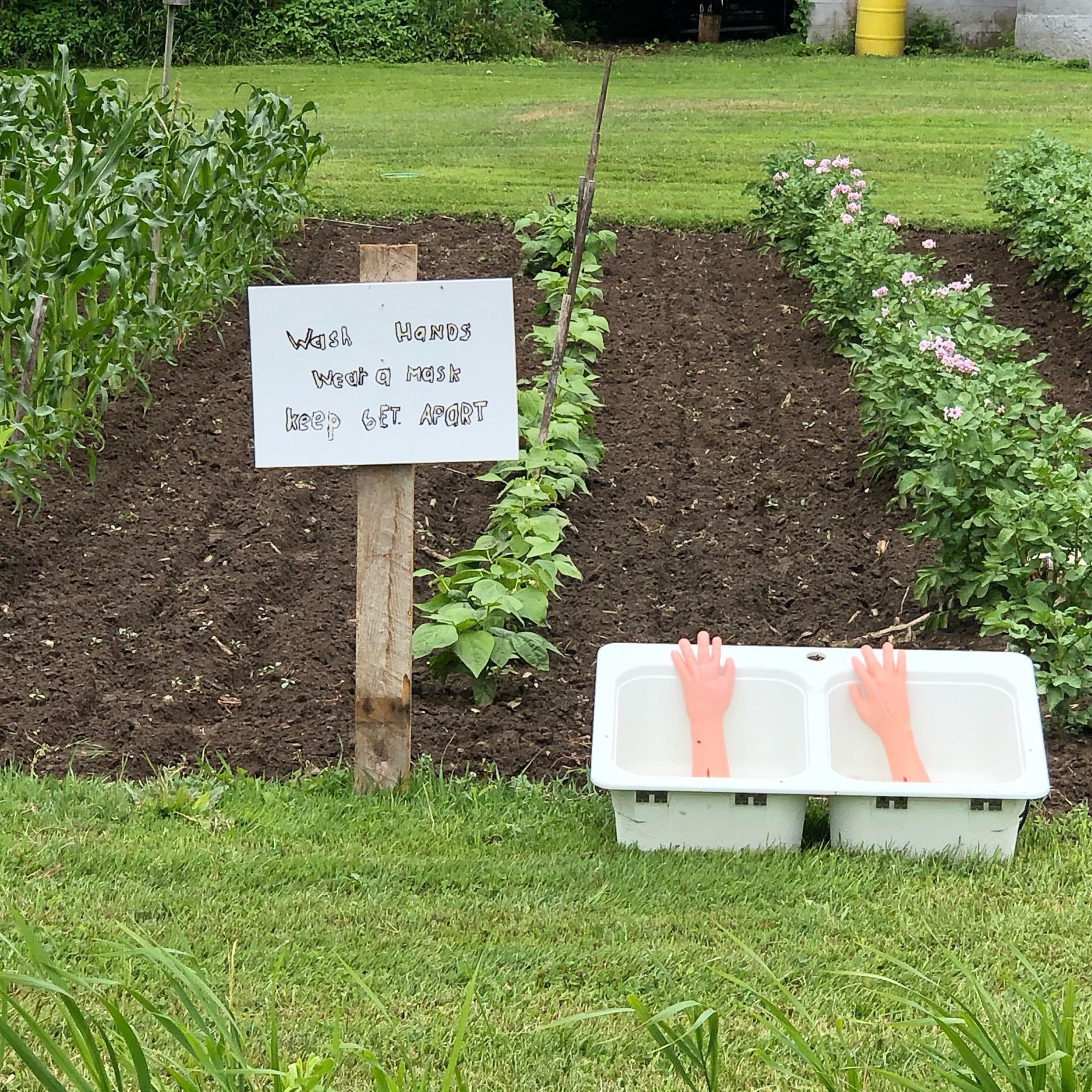 a pair of plastic hands in a diuble white sink sitting on the ground in front of a vegetable garden witha covid safety message beside
