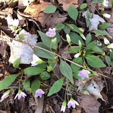 small white woodland flowers with purple stripes