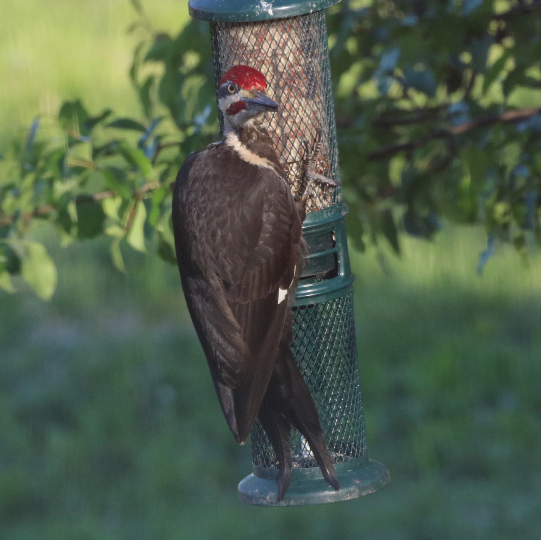 Pileated woodpecker on a green feeder