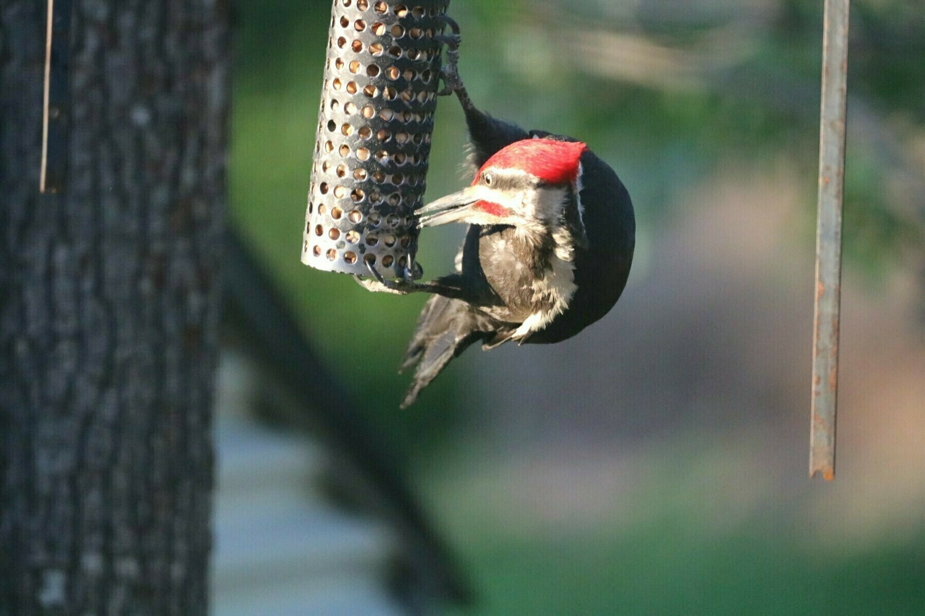 pileated woodpecker twisiting his head to get nuts from a feeder. his tongue is visible as it grabs a nut