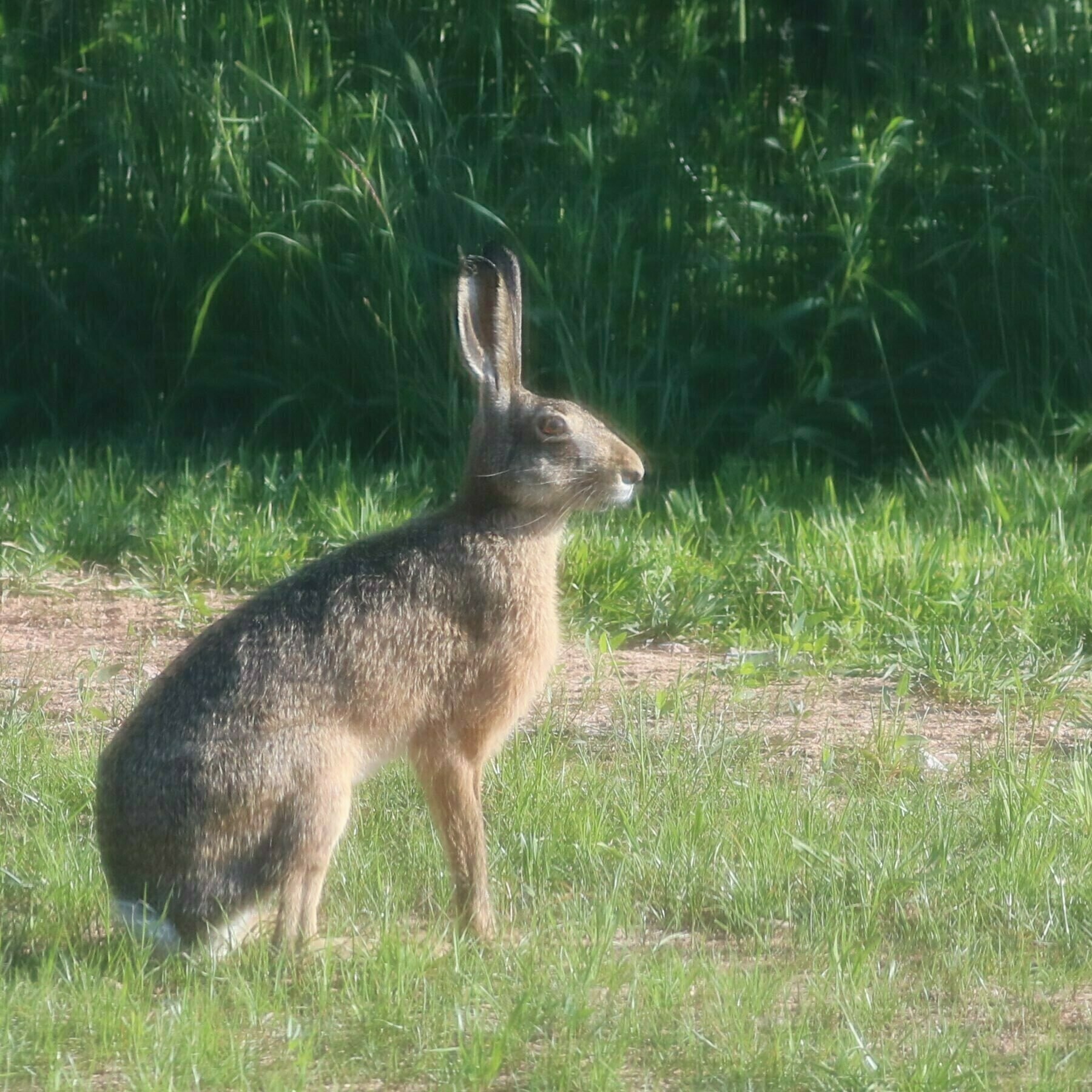 large rabbit sitting on grass