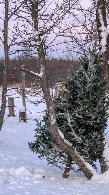 christmas tree leaning on an apple tree near bird feeders