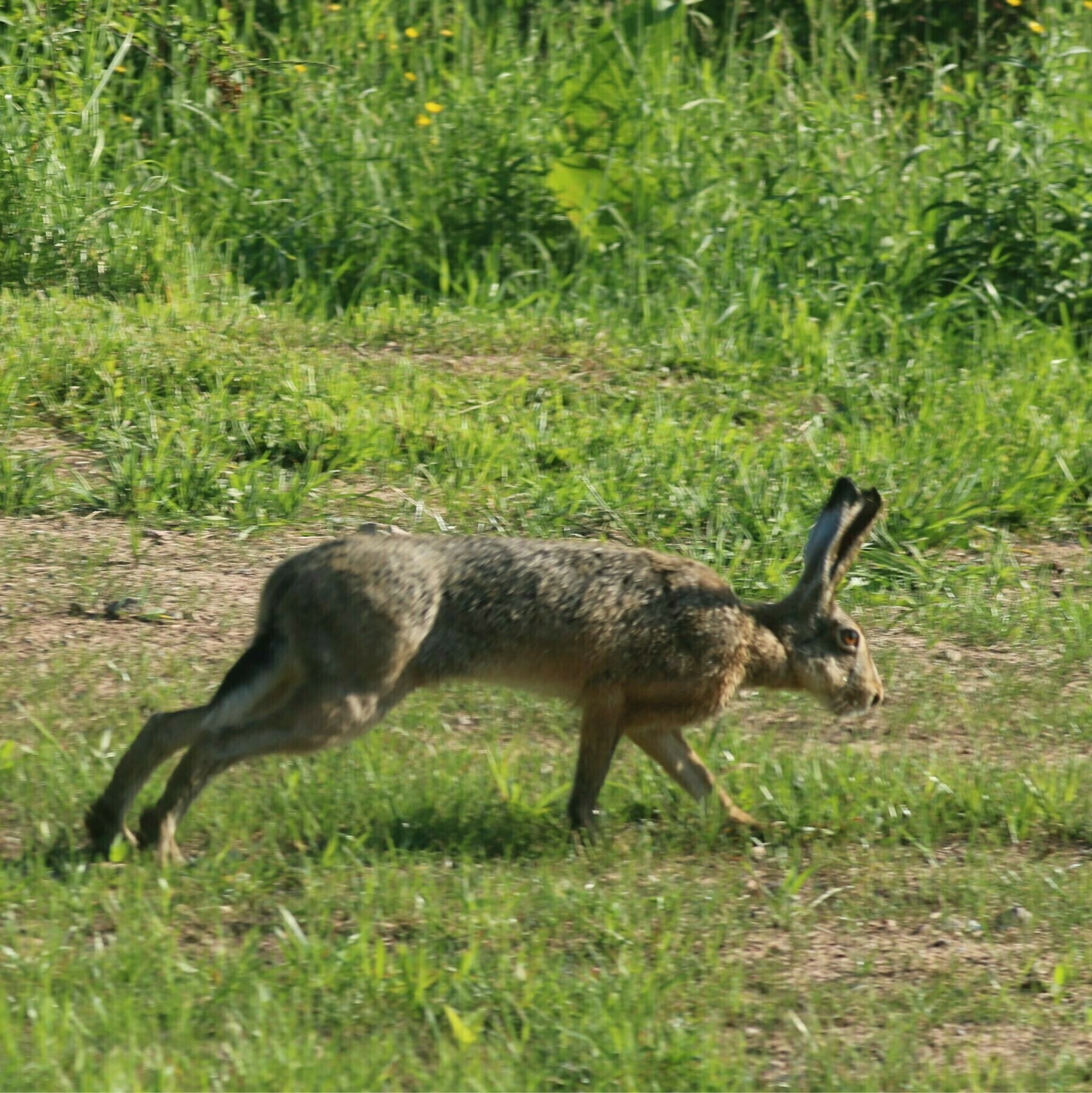 Large rabbit running stretched out 