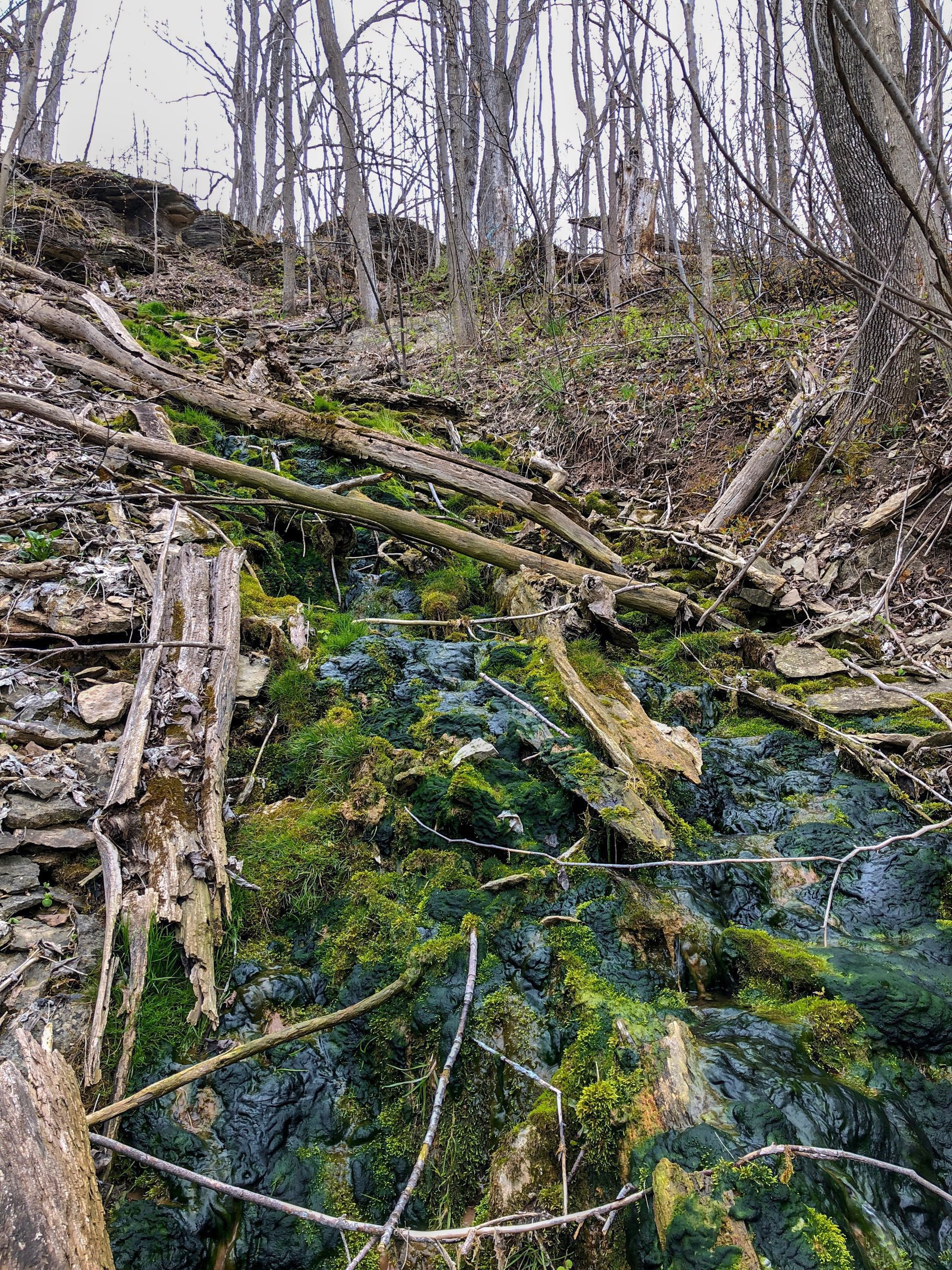 small, wooded stream with green plant growth and dark slimy matter