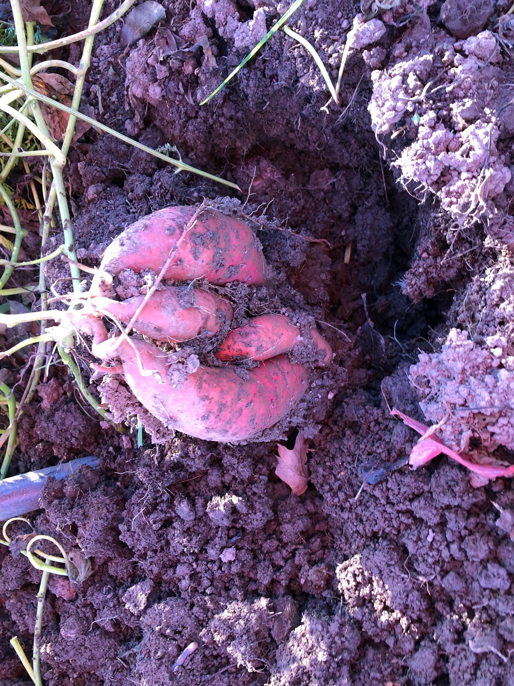 4 large sweet potatoes sitting in the soil as they are being dug up