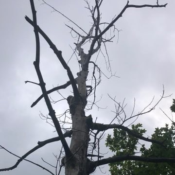 a dead maple tree silhouetted by a grey sky