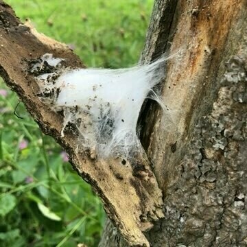 bark falling away from a tree attached only by a silk web full of insects