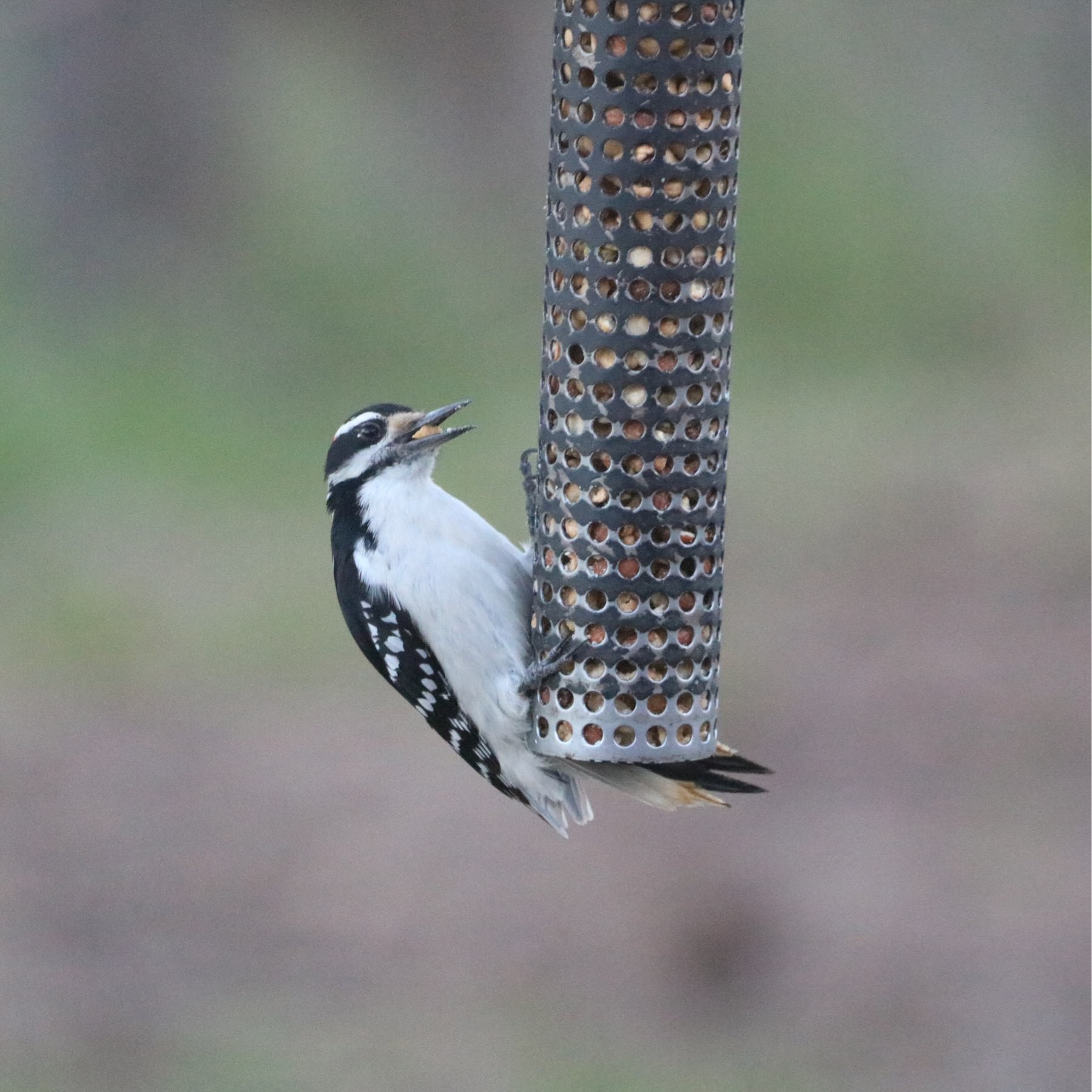 woodpecker on a feeder with a nut in its mouth