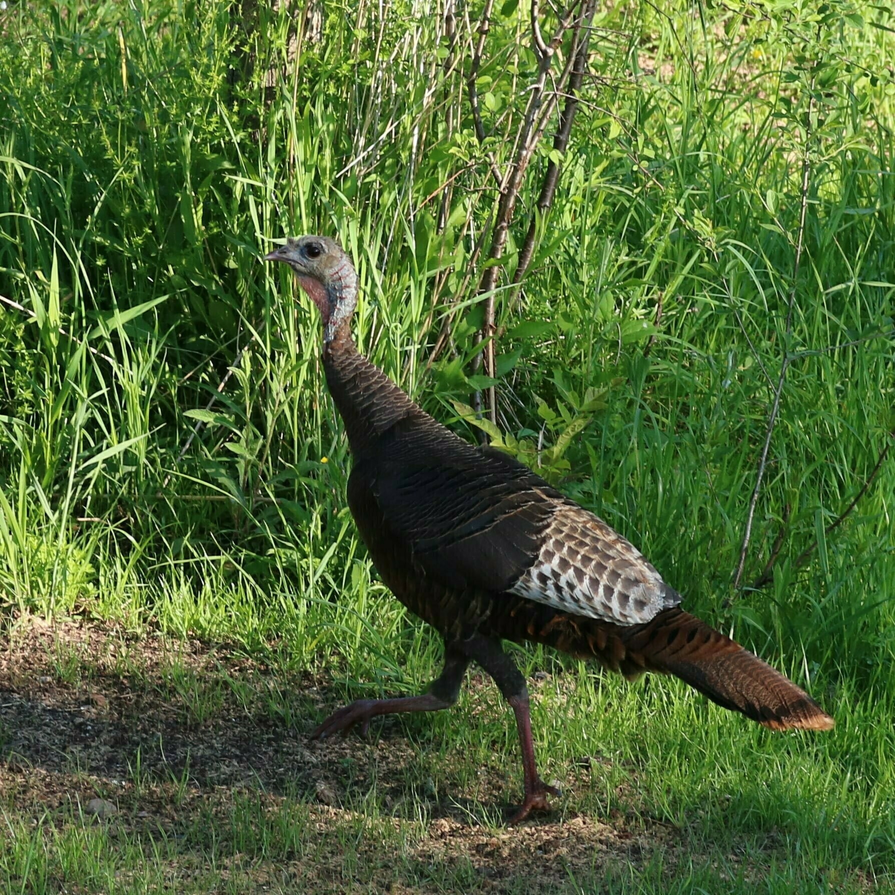 wild turkey looking to the side as he walks along 