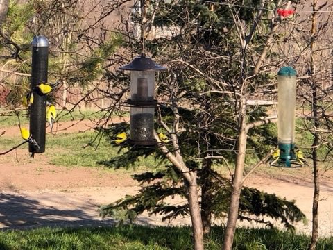 several yellow finch on three feeders