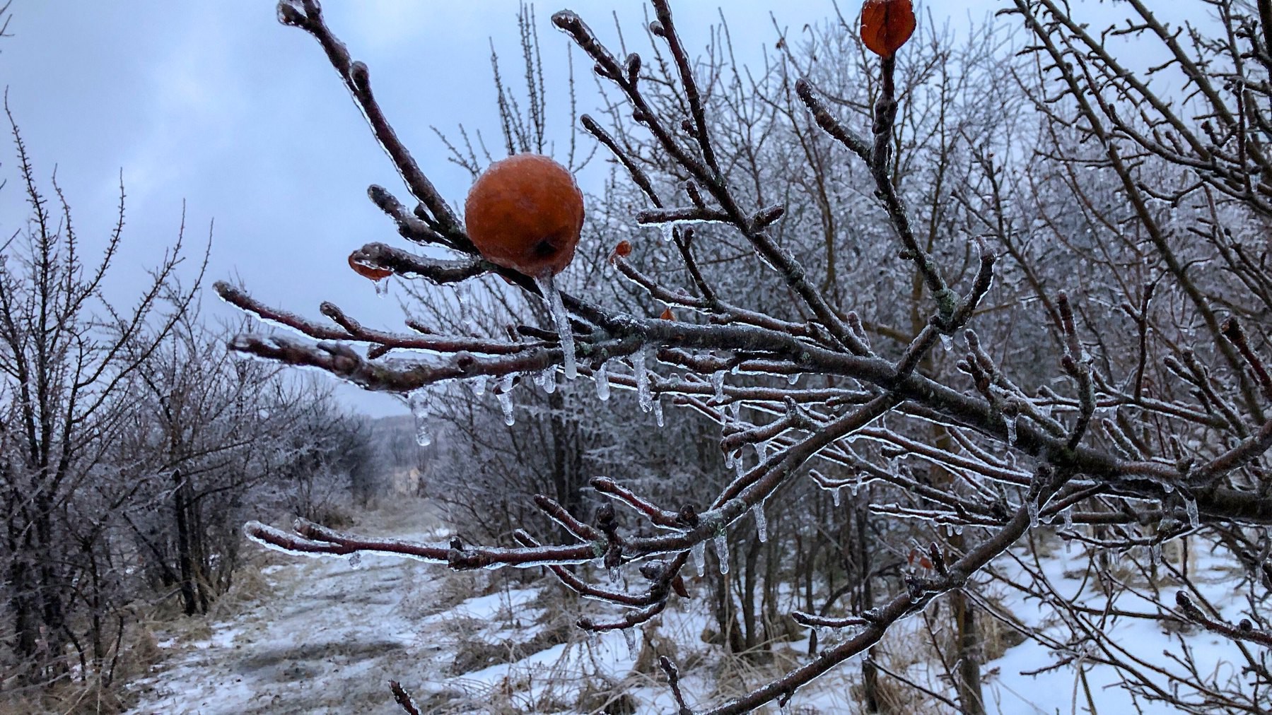 ice on a fruit tree