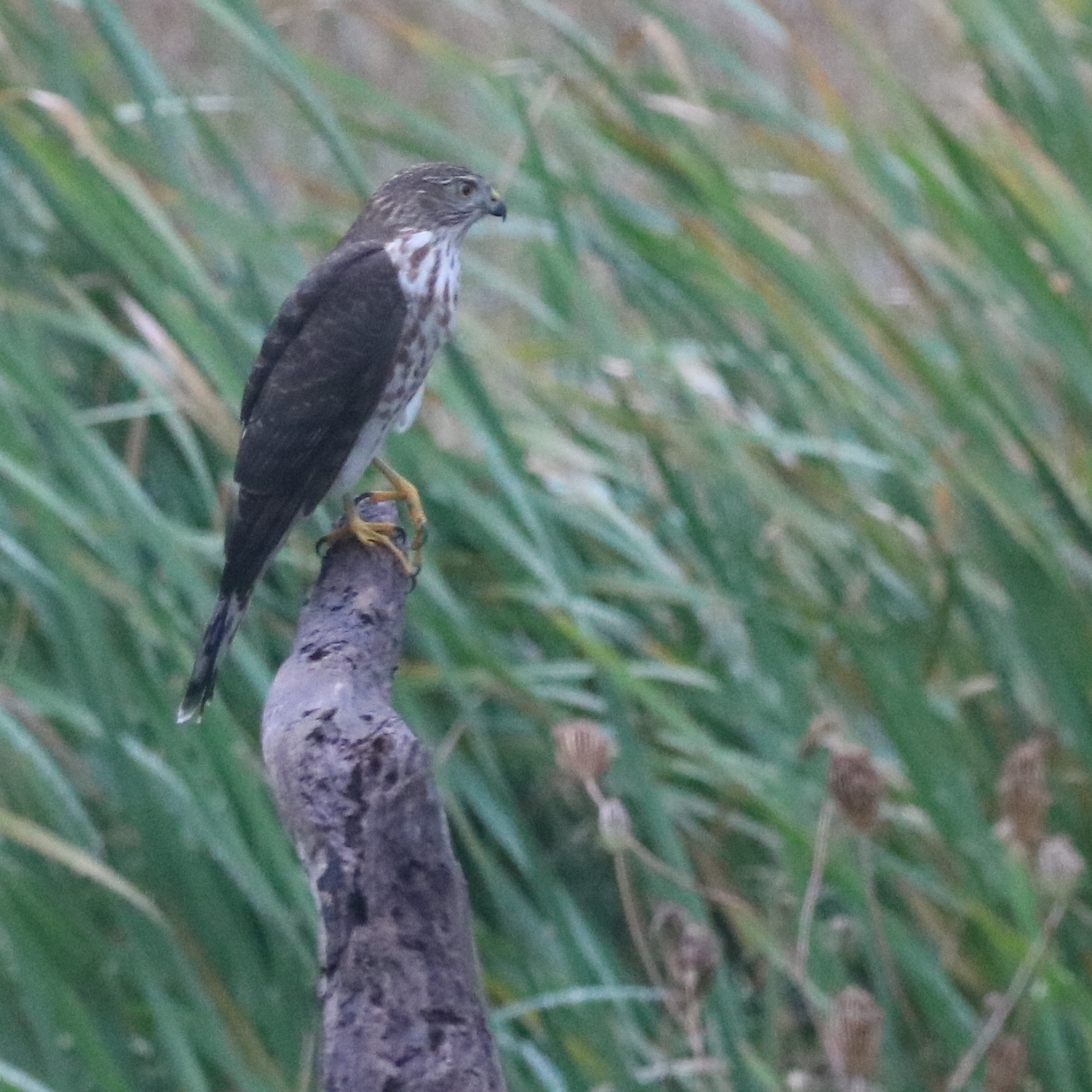 a merlin sitting on a tree branch with tall grass in the background