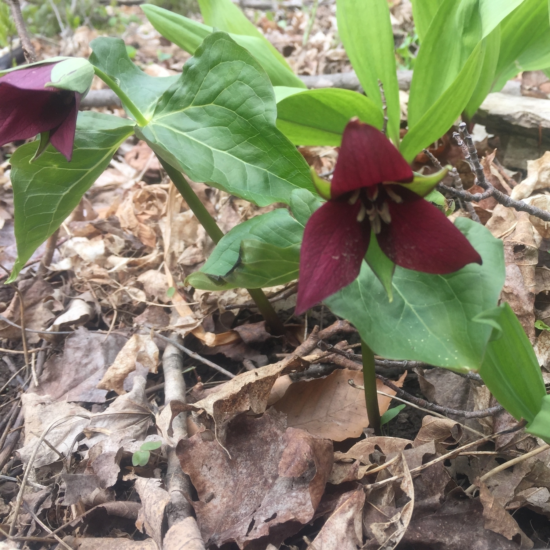two burgundy trilliums flowering smonst other forest-floor greenery