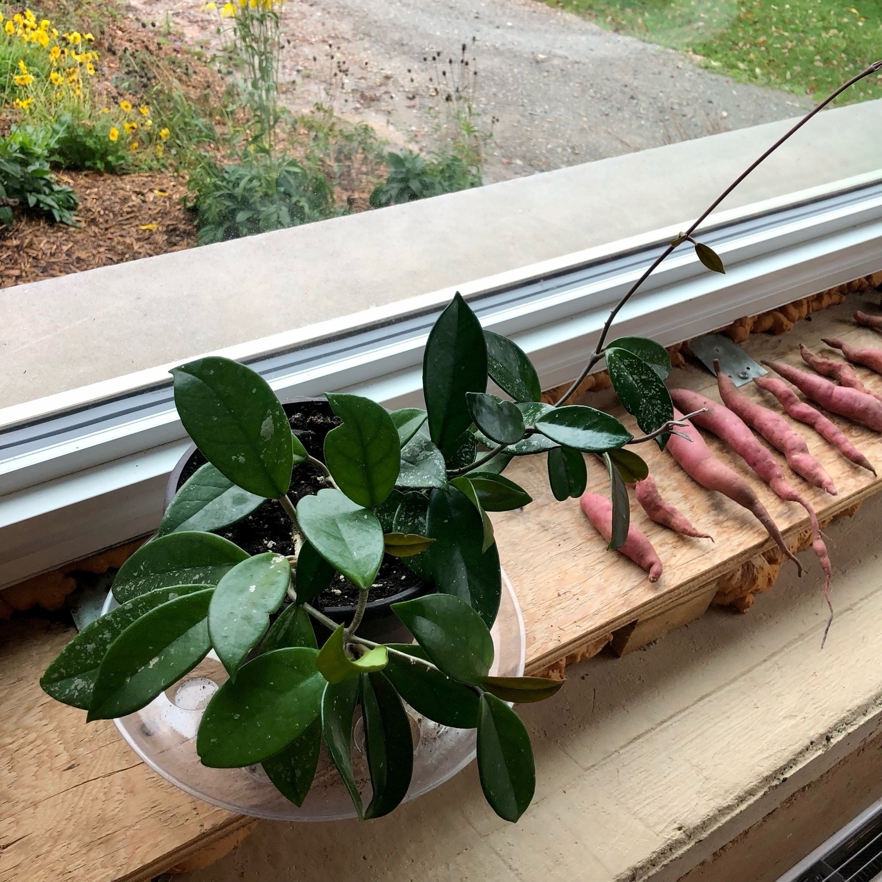 plant on a windowsill beside some sweet potatoes