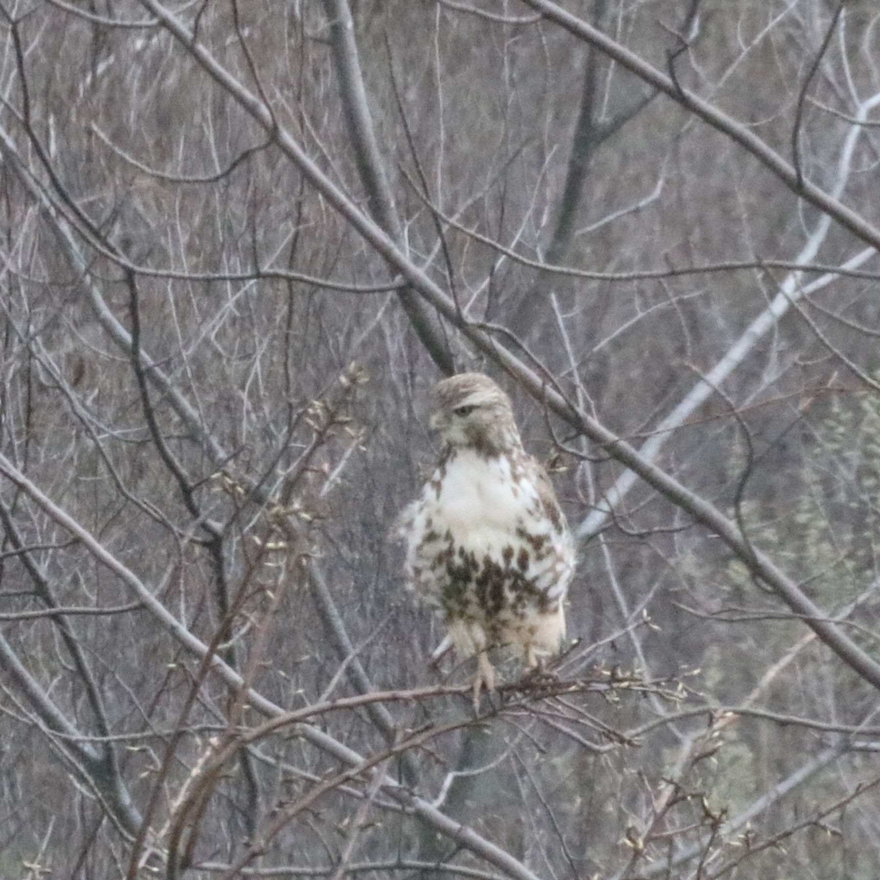 small hawk sitting in a tree. his feathers are very ruffled