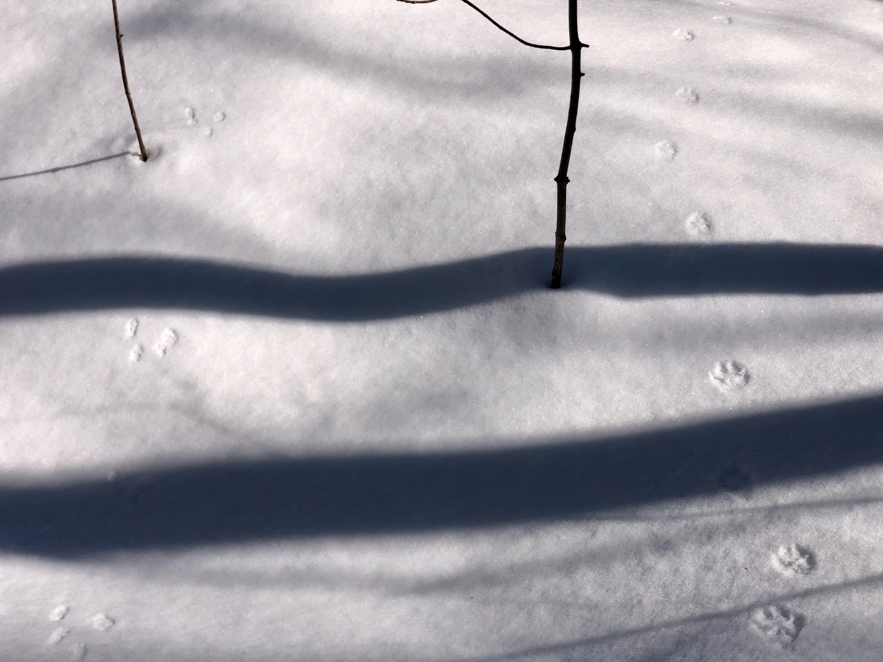 animal tracks in snow. 2 large with 2 small prints beywren and behind from a rabbit and larger paw promts spread out alternating left and right for the fox