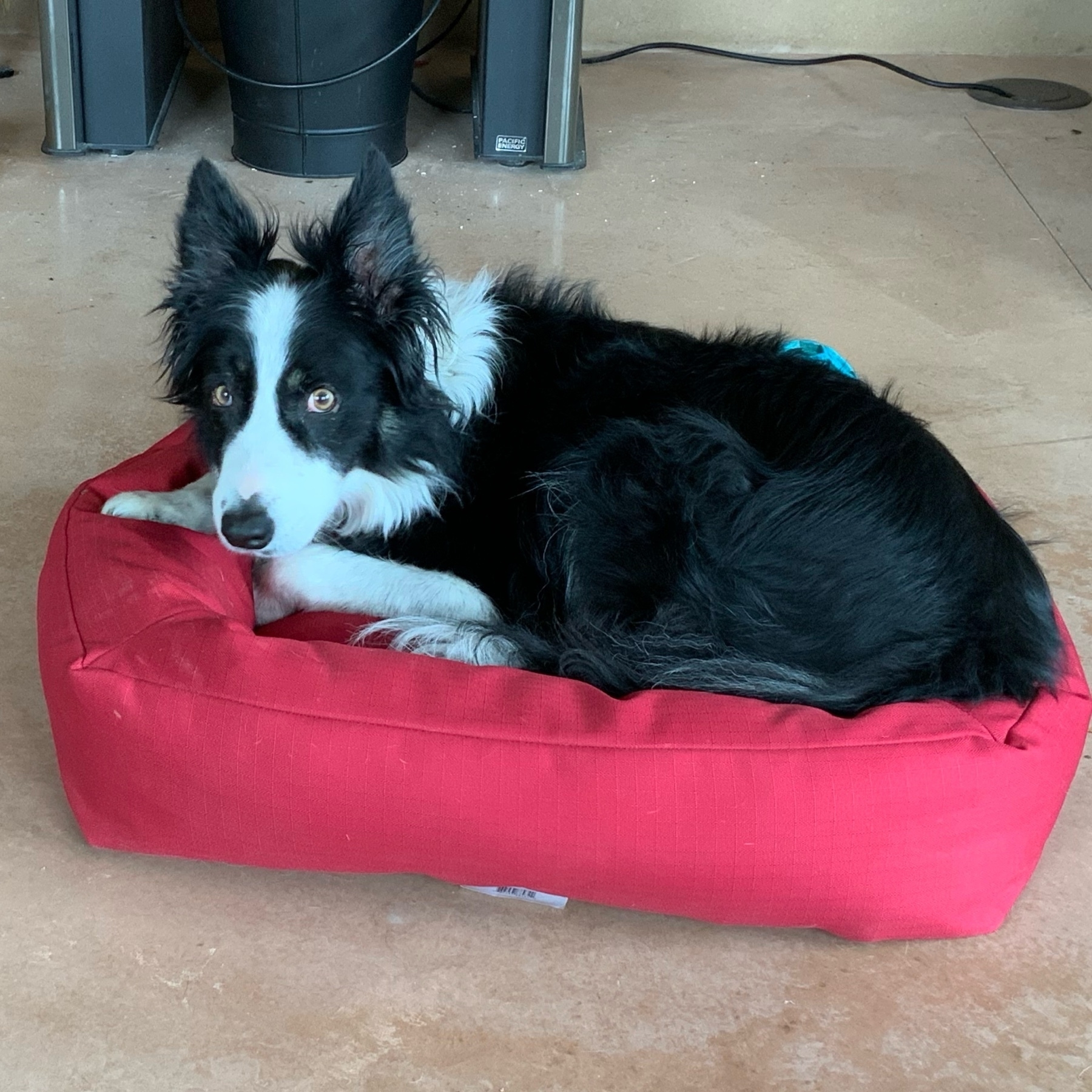 black and white border collie lying in a red dog bed. The dog and bed are about the same size