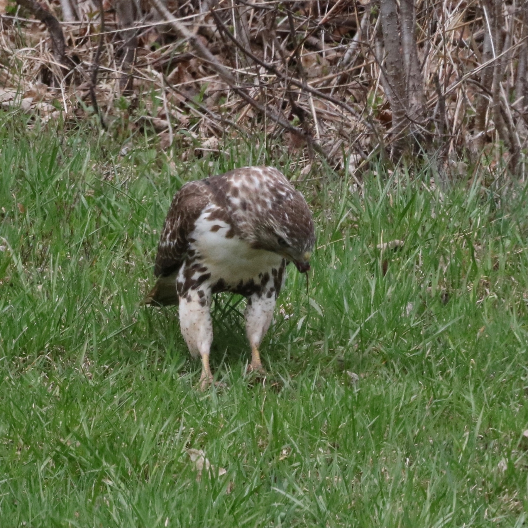 large hawk standing on grass. there is a worm hanging from its mouth