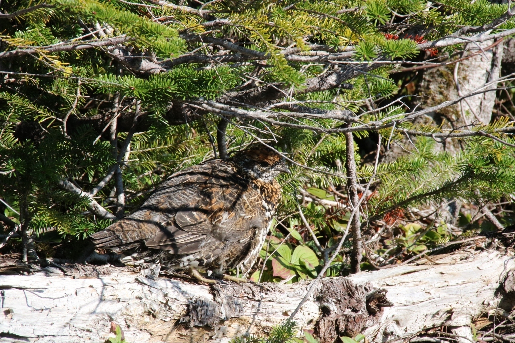 ruffed grouse on a log, hidden in vegetation