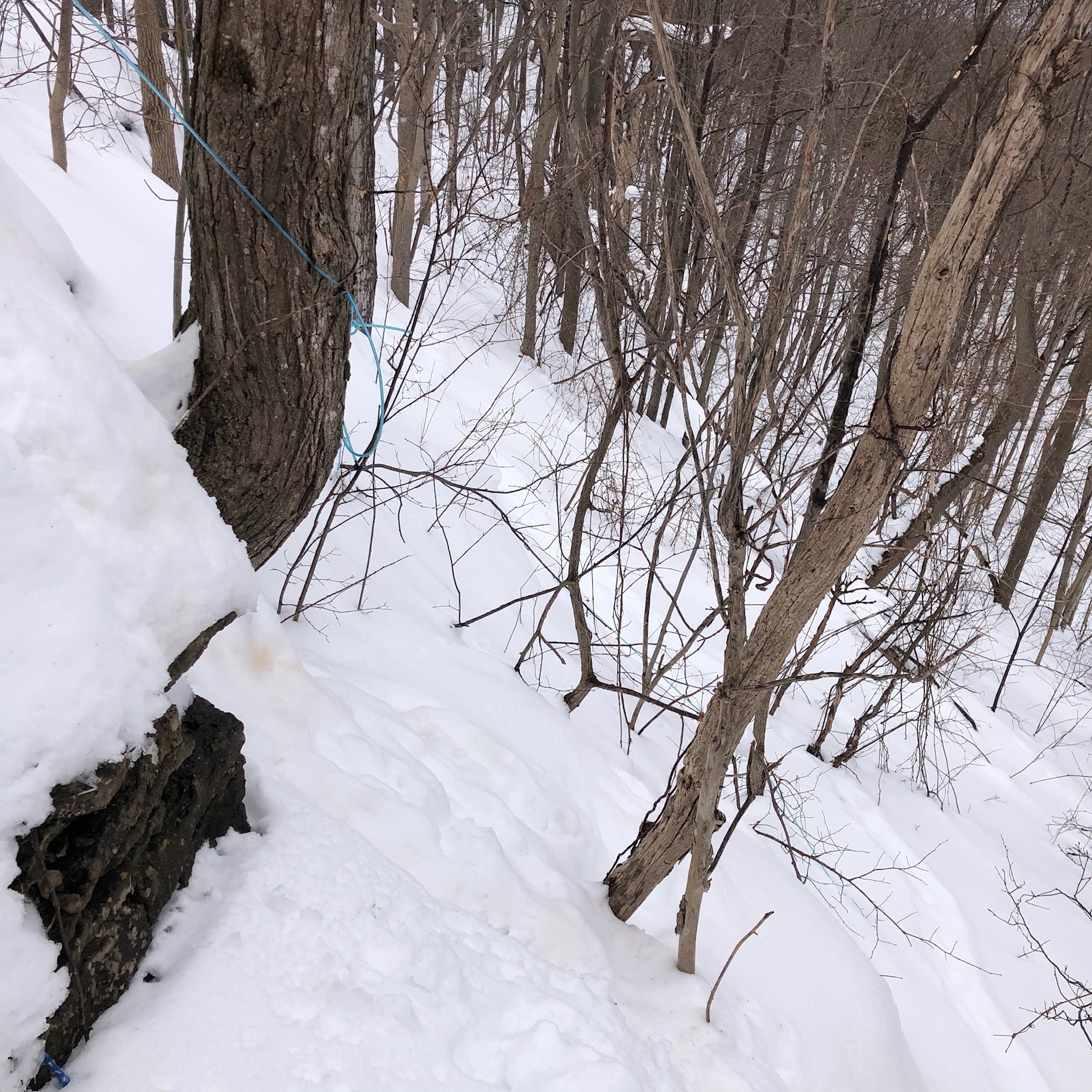 blue tubing at about a 45 degree angle and wraps around a maple tree. there is rock in the foreground and several small trees. the ground is snow-covered