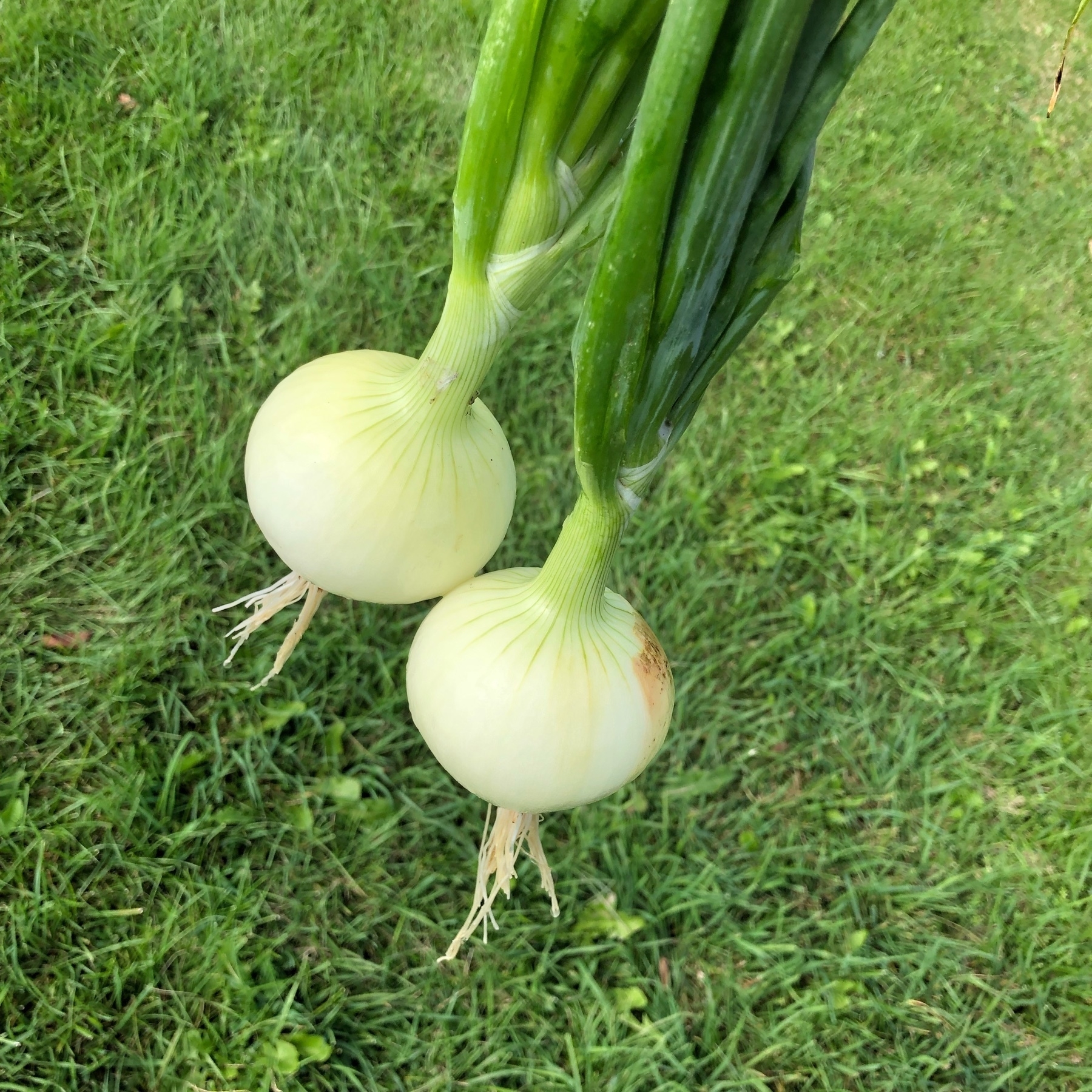 2 large onions and stalks over grass