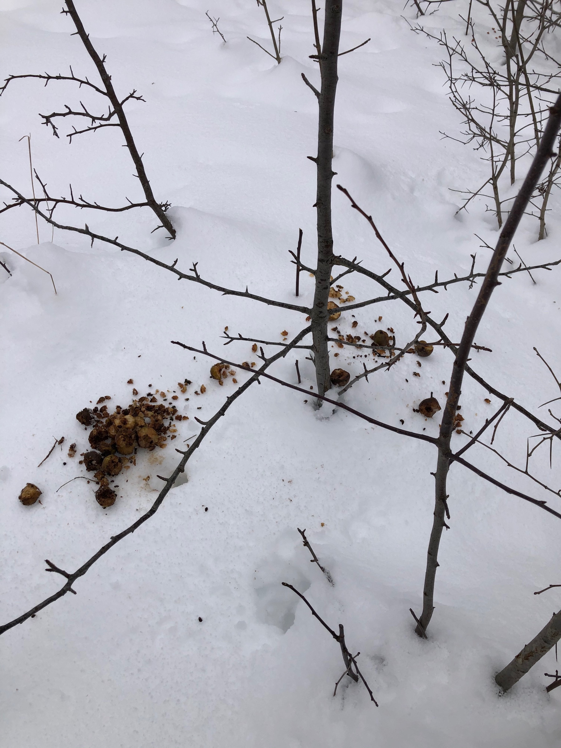 old, brown apples sitting on snow beside a small bush