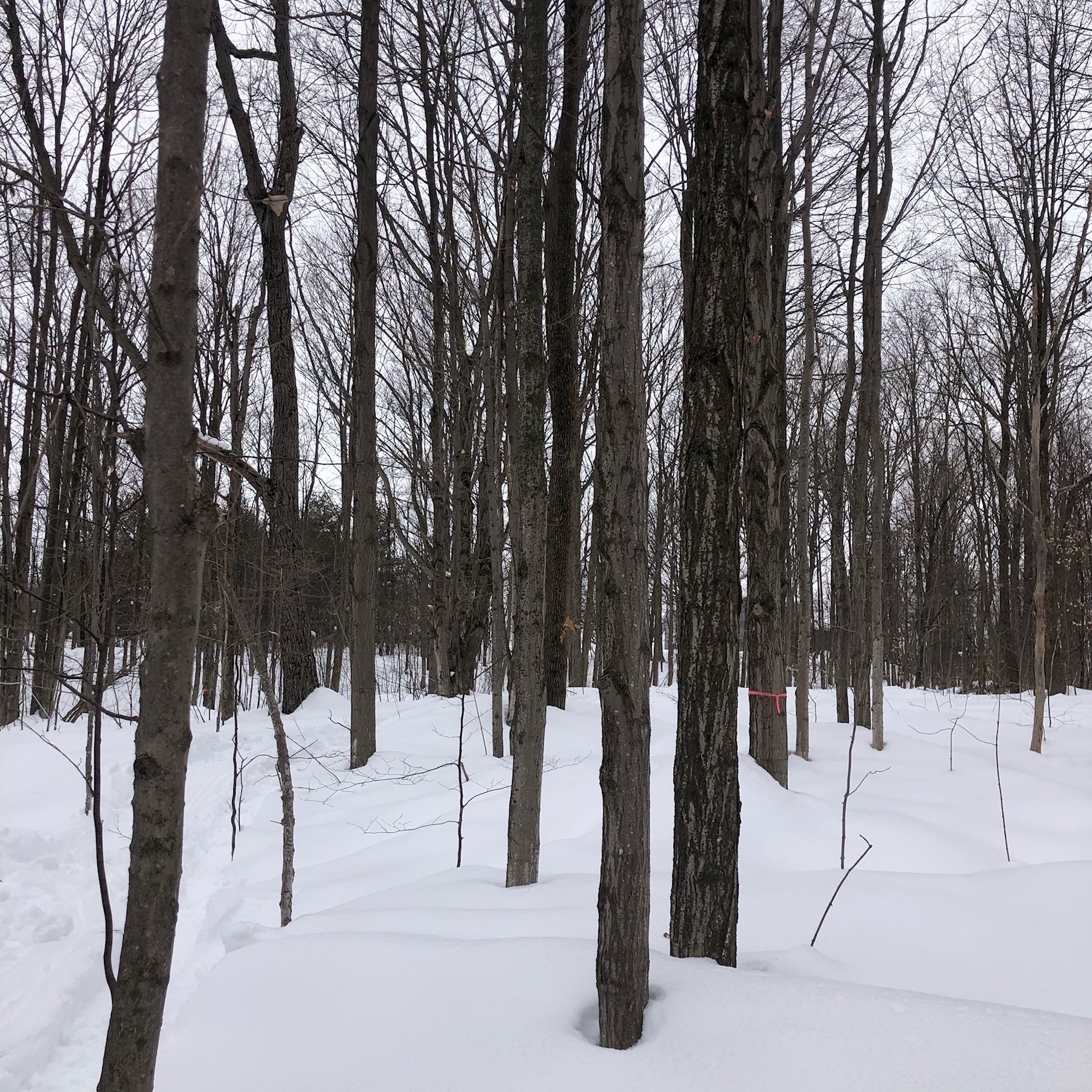 various size trees. the ground is snow-covered